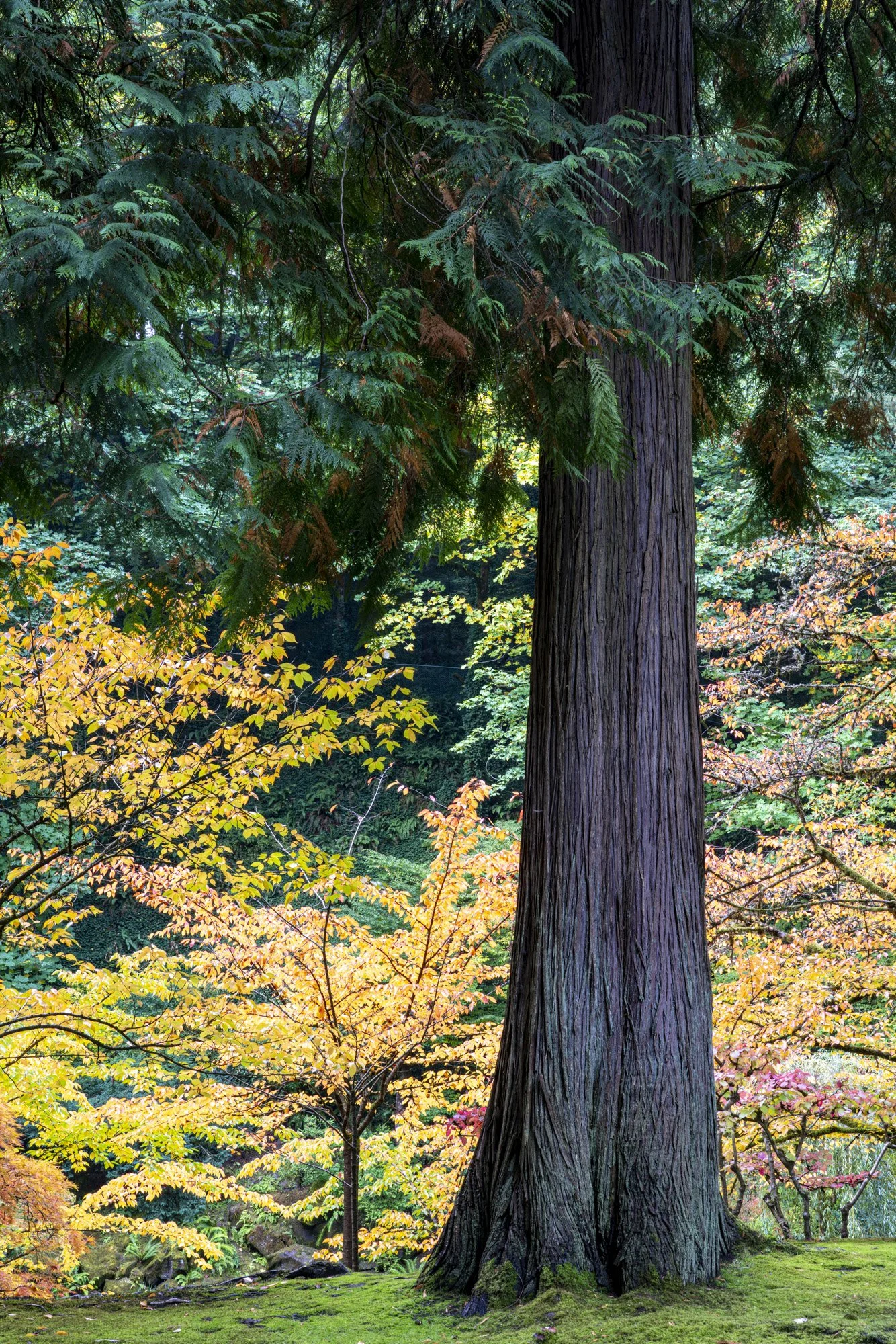 Cedar and Fall Leaves.jpg