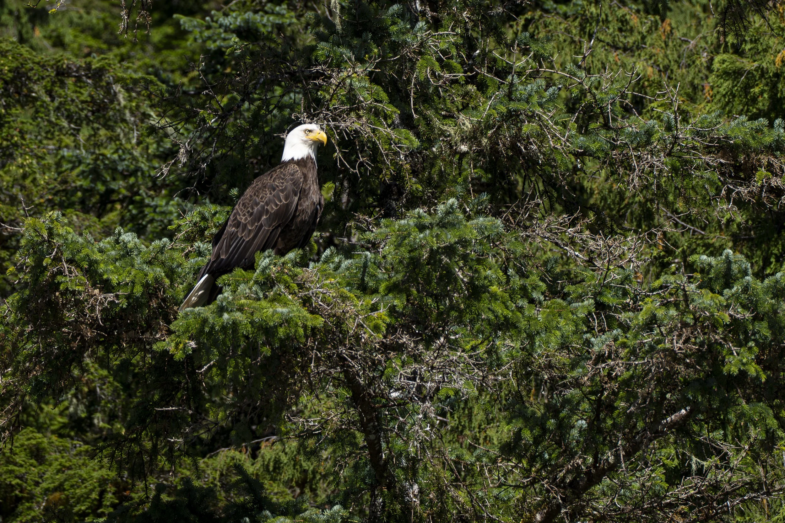 Inside Passage, Alaska