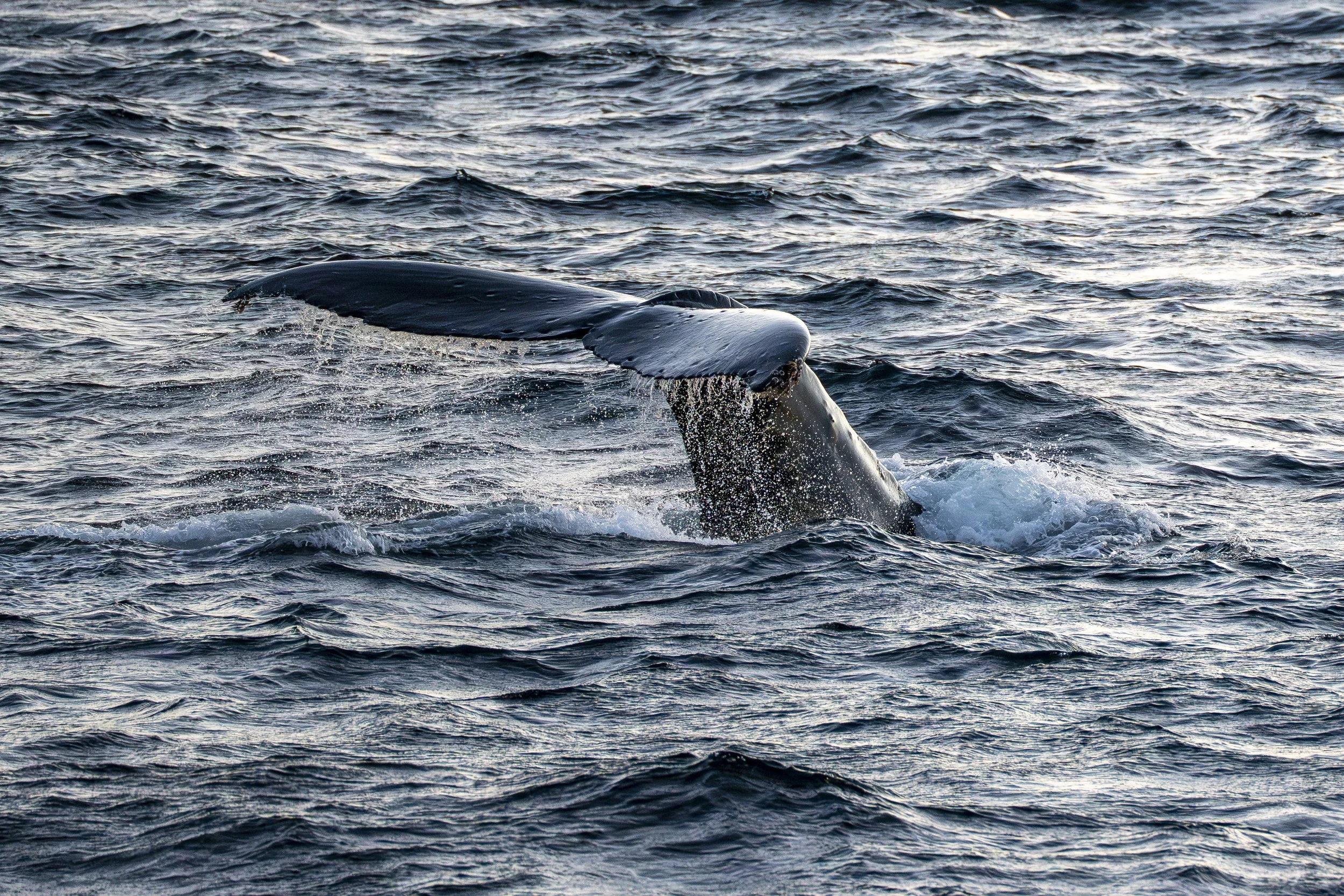 Inside Passage, Alaska