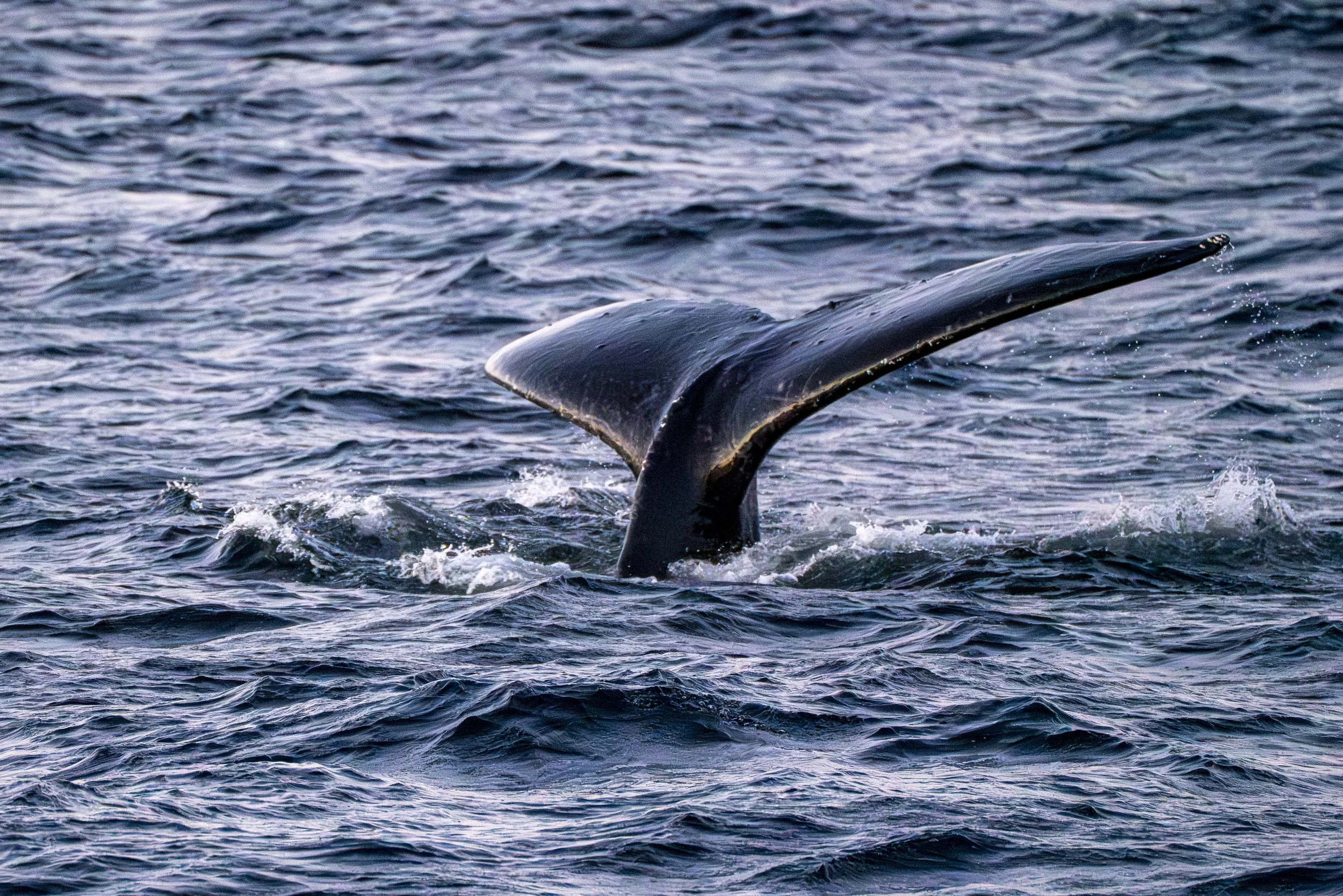 Inside Passage, Alaska