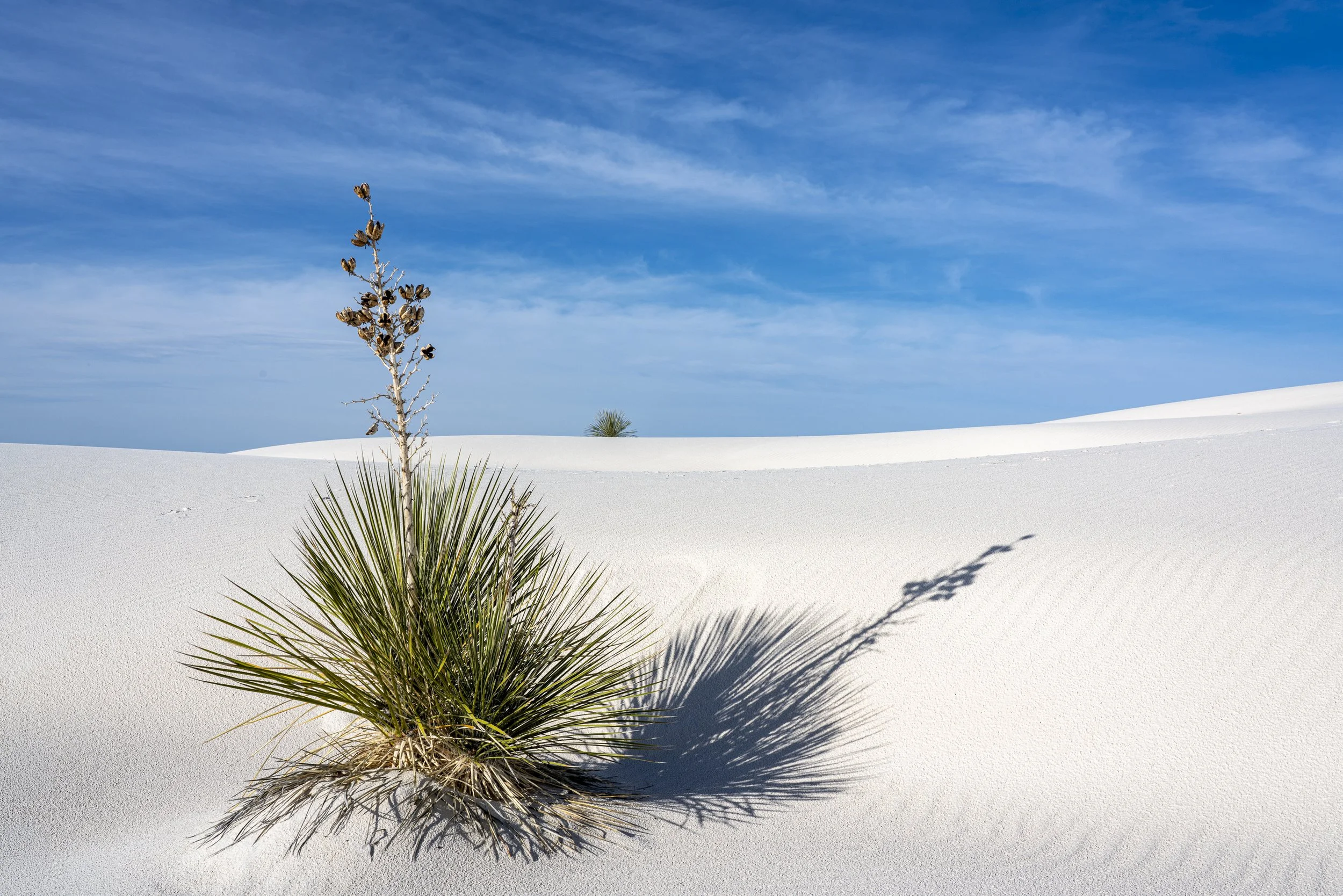 Yucca