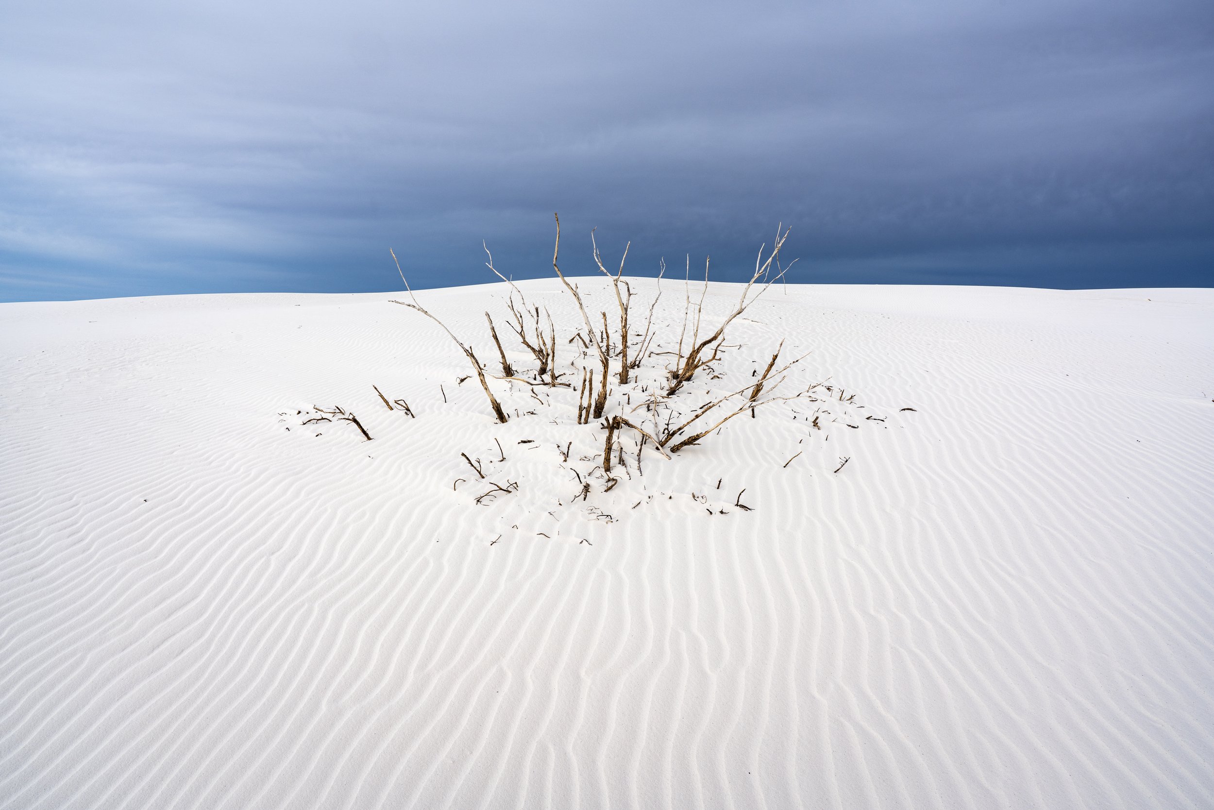 Dead Bush