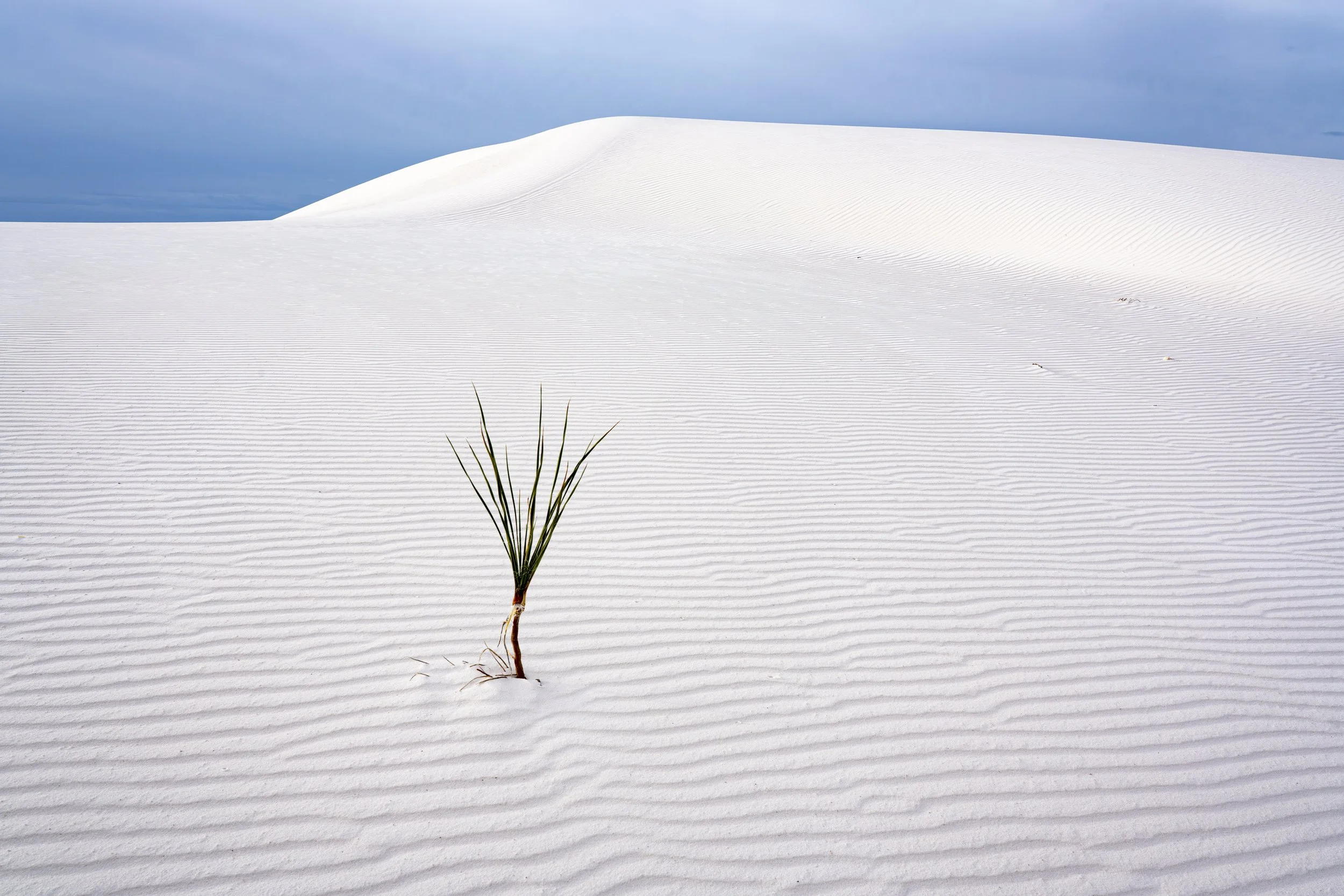 Young Yucca