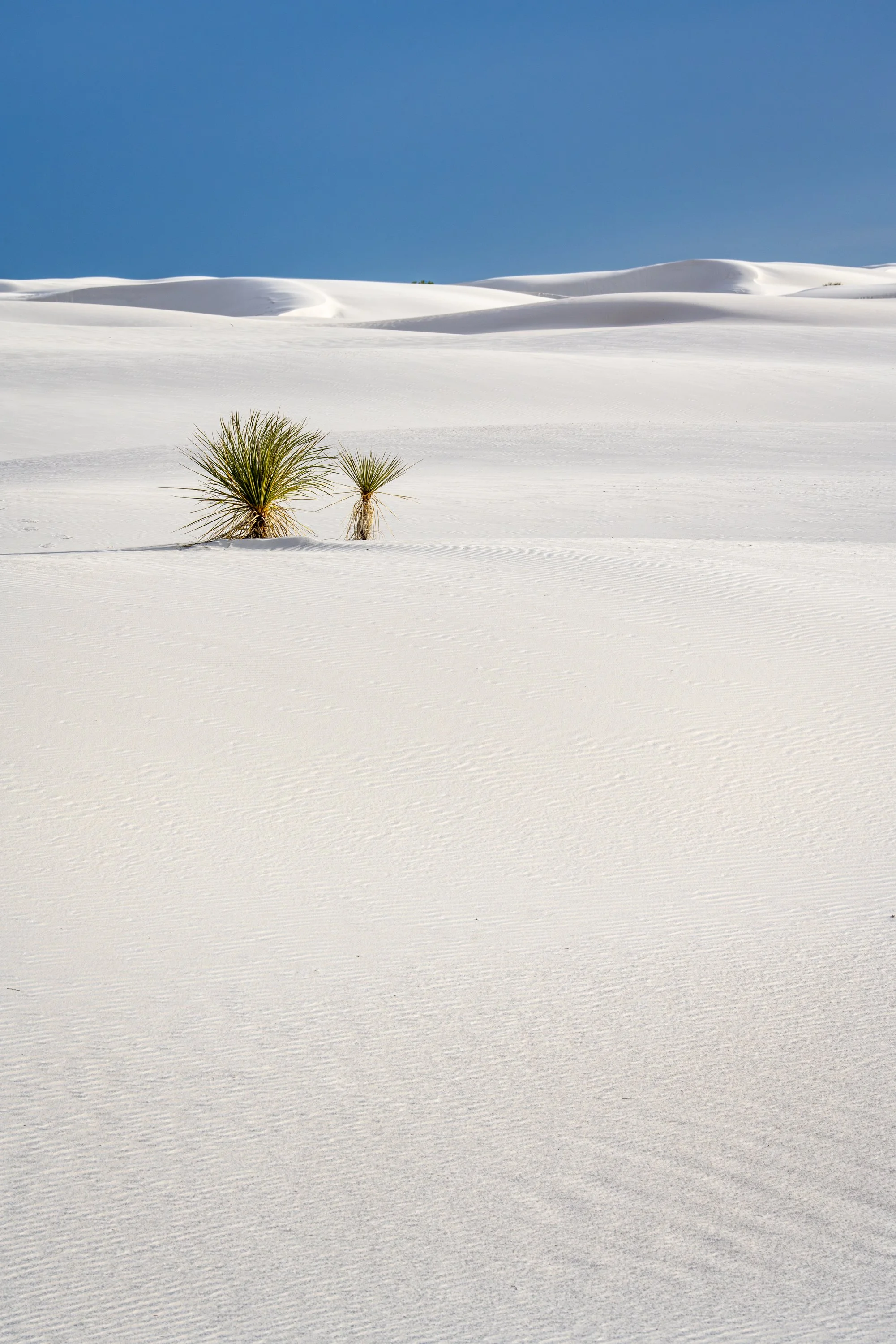 Two Yucca Plants