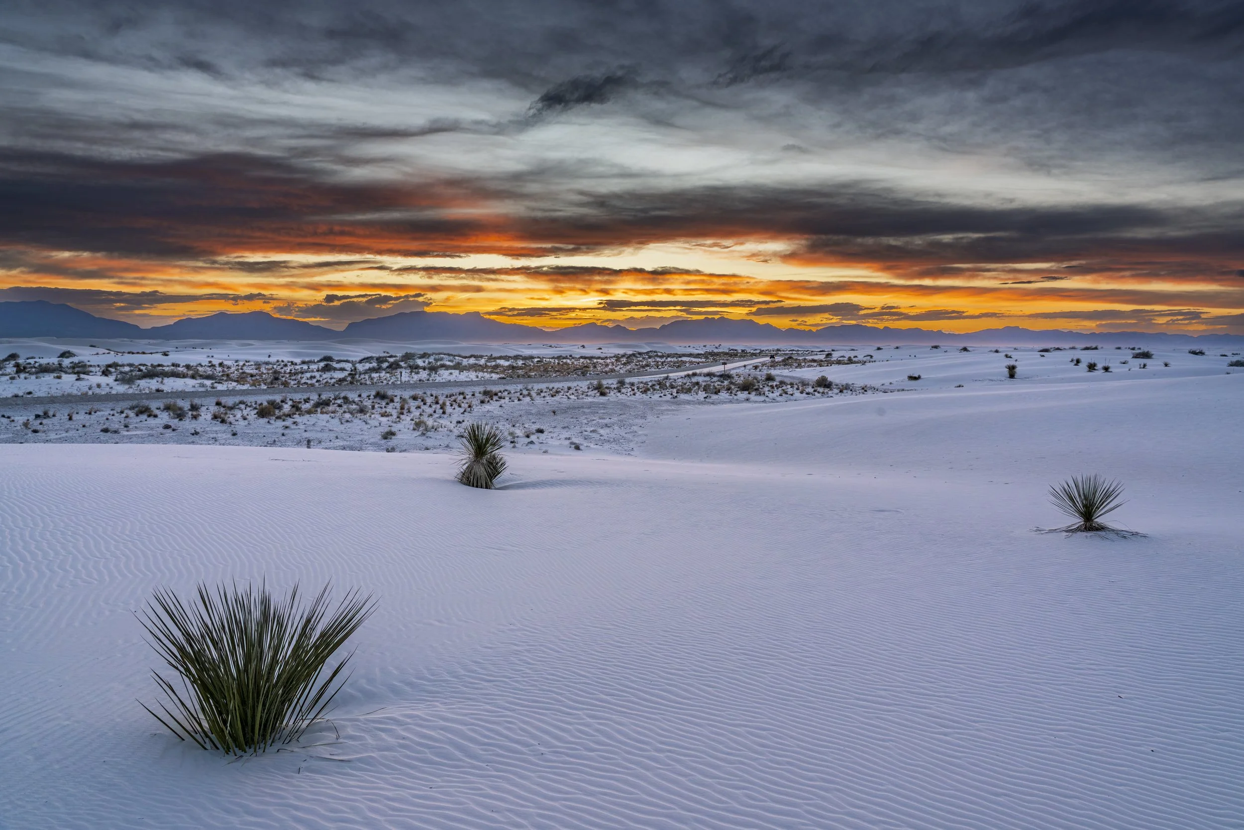 Sunset with Yucca Plants
