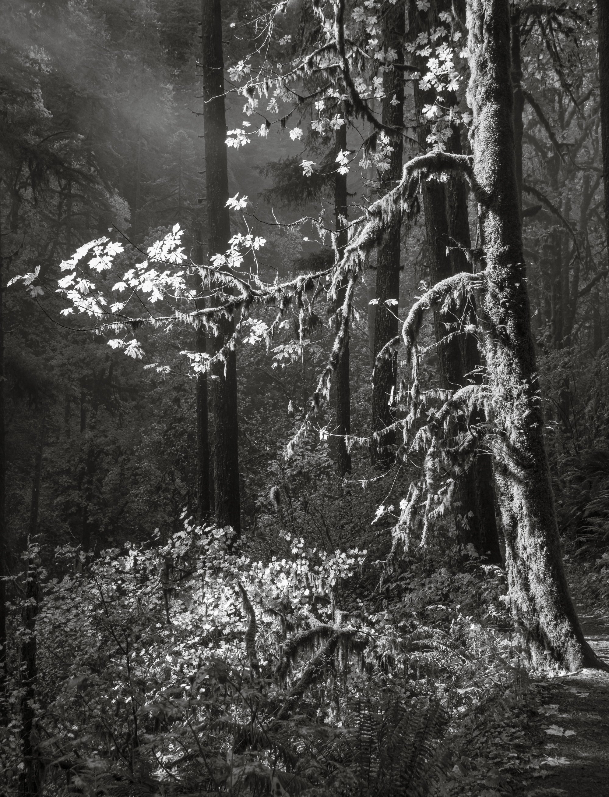 Along the Trail, Silver Falls State Park