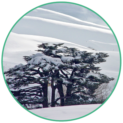 Cedars Forest