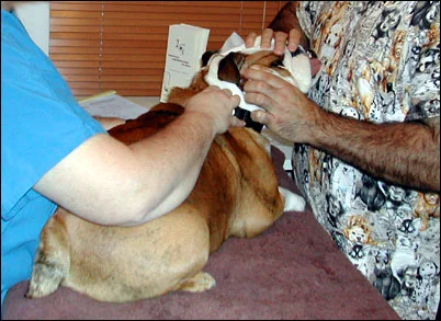 vet_visit_9.jpg