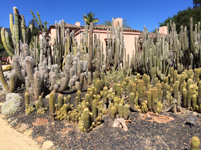 Cactuseses