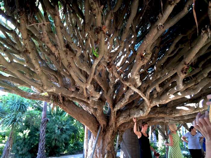 Dracaena draco