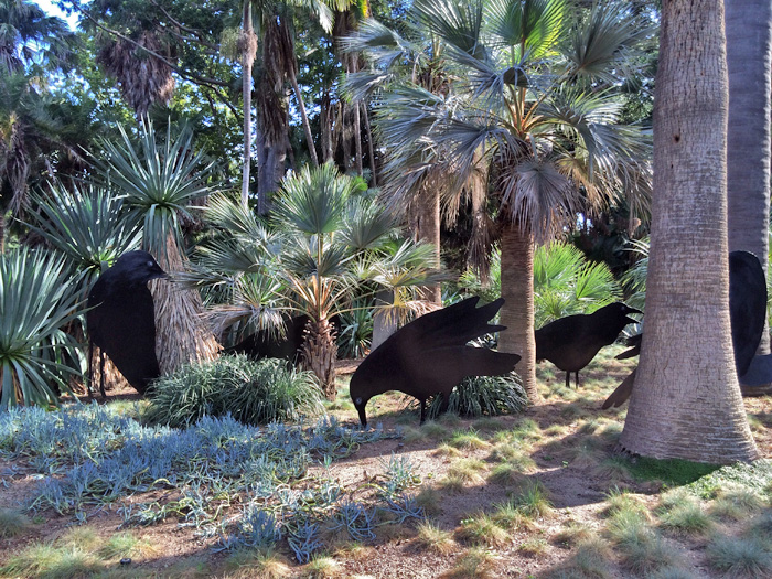 The birds