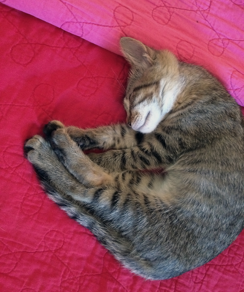 She will sleep for six straight hours if you let her.