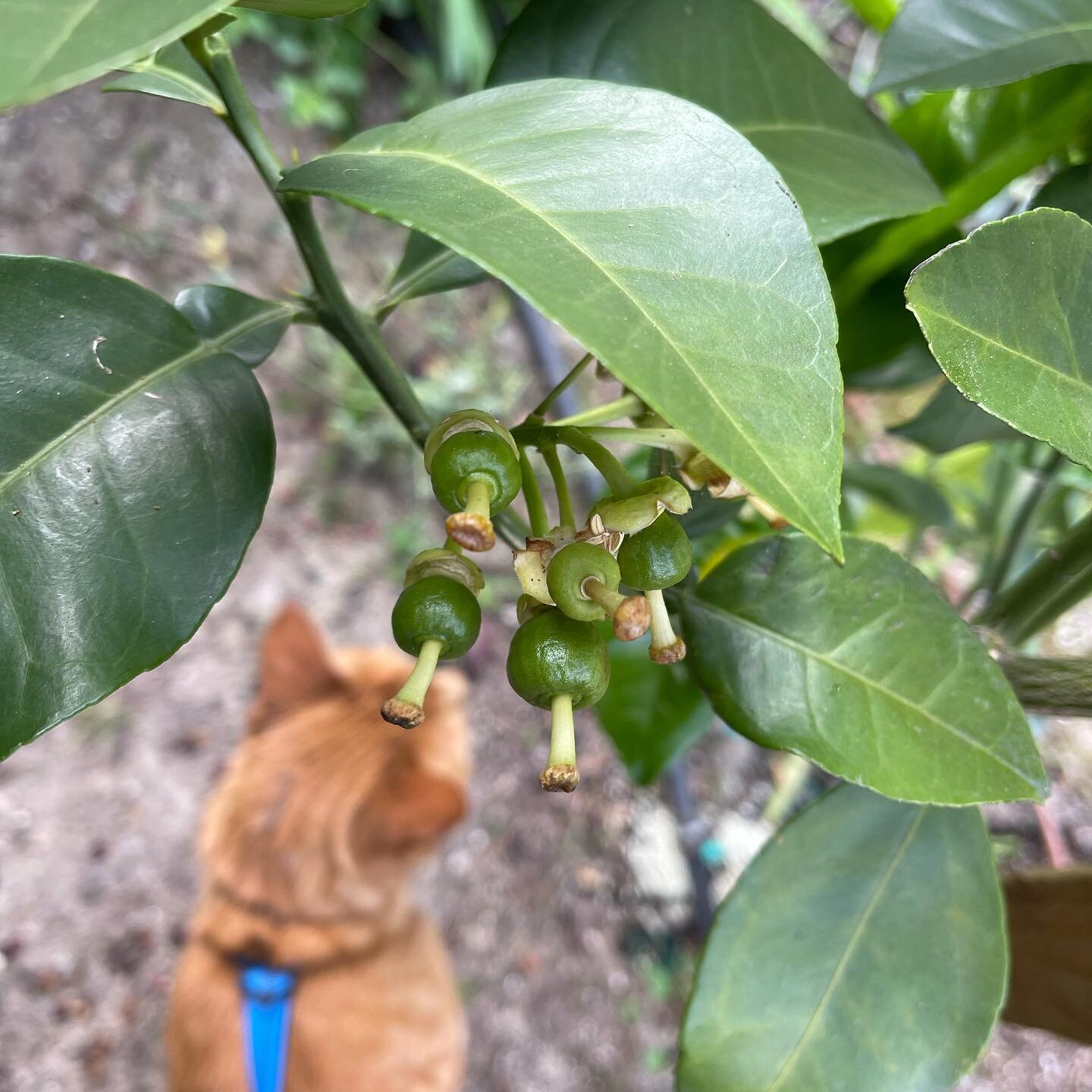 Possibly the beginning of some baby-baby grapefruits? Sometimes I walk my cat on a leash.