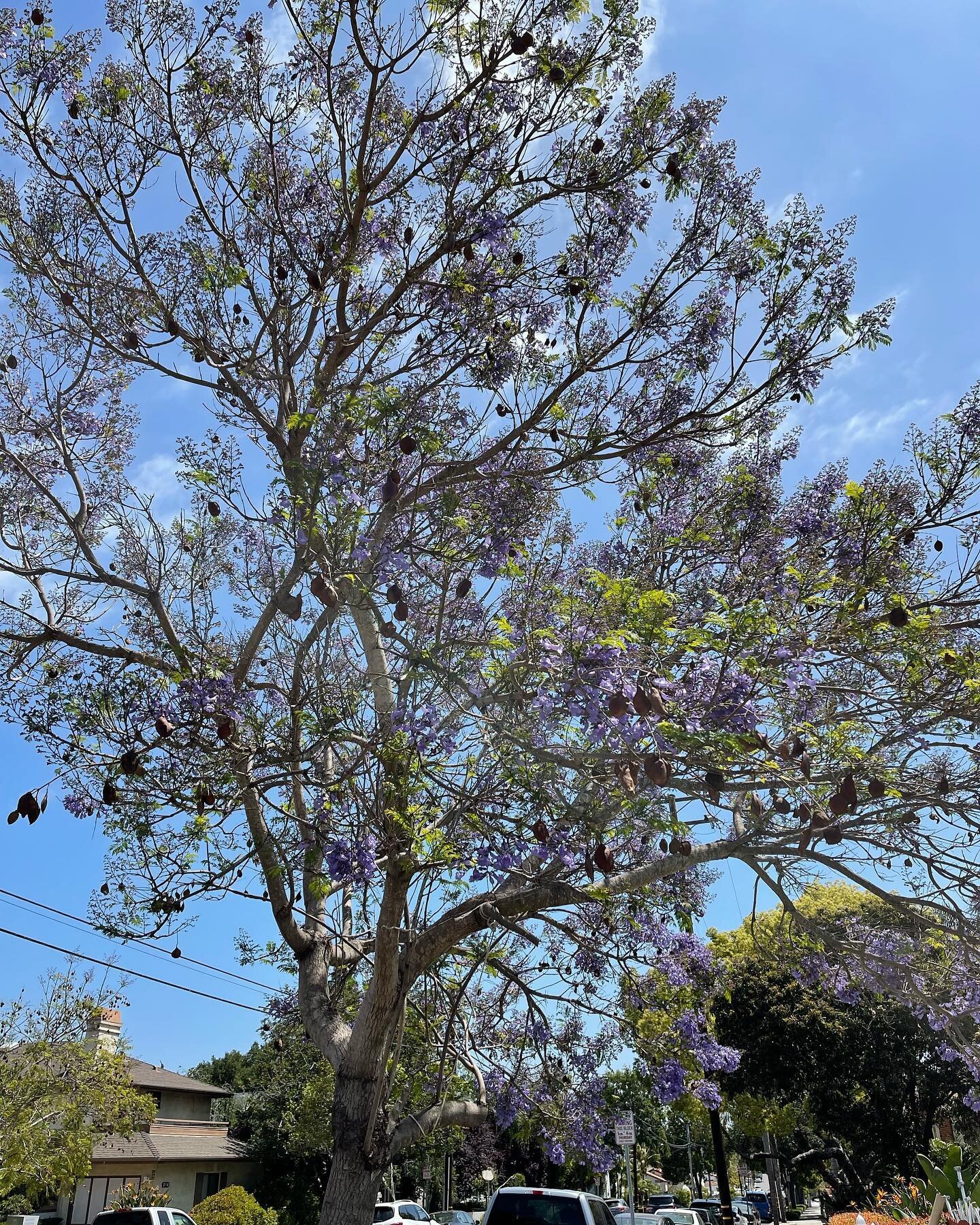 Dude, you&rsquo;re blooming a month early, it&rsquo;s not #jacarandatime yet.
