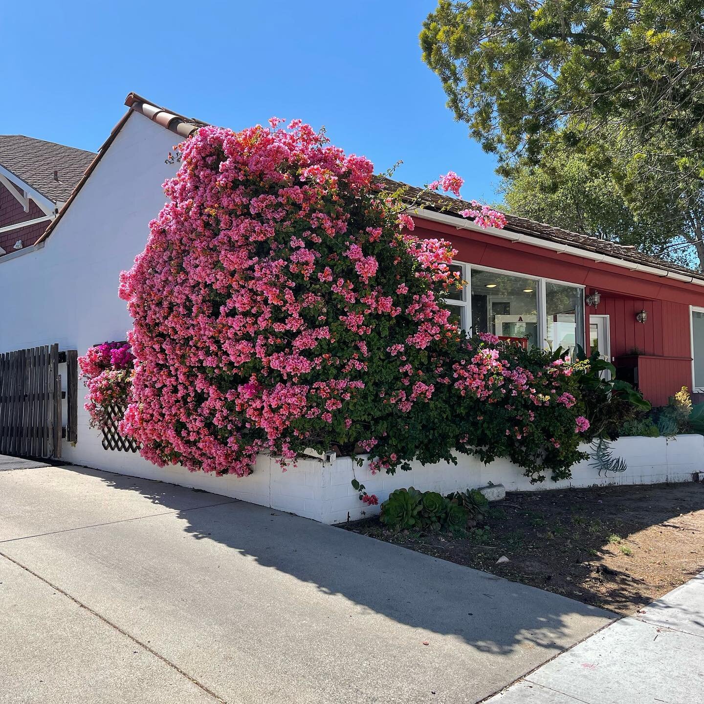 Hey, what do you know, it&rsquo;s Wednesday.  #bougainvillea