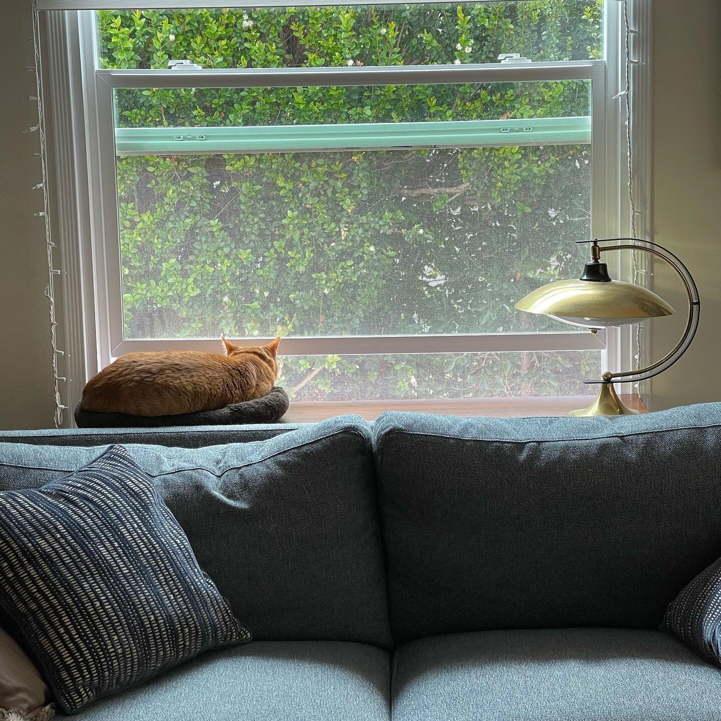 That window is only allowed to be open four inches wide since the day Richard broke through the screen to go fight another cat. #indoorcatproblems #caturday #richardiloveyou
