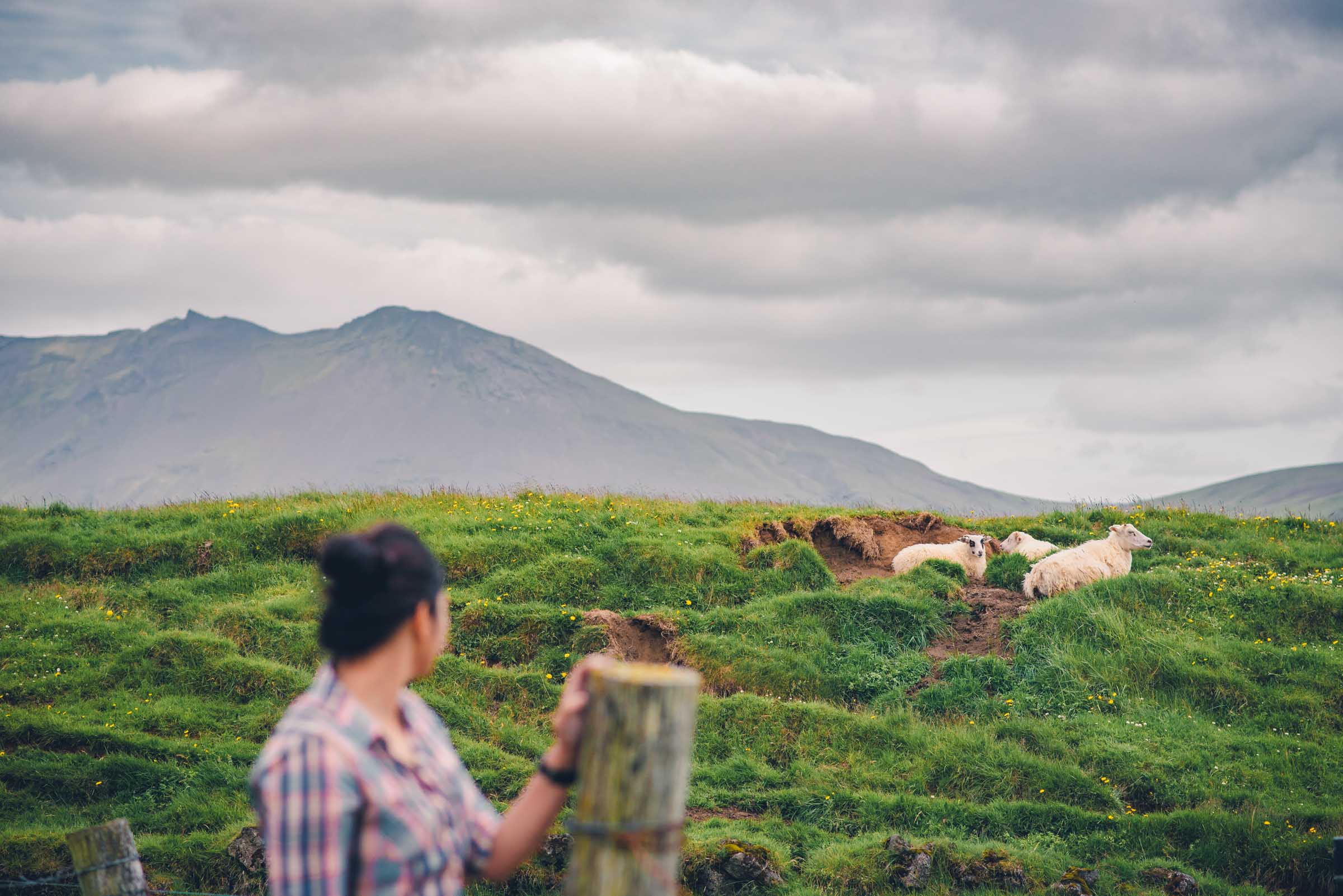 Sheep at Keldur Turf Houses