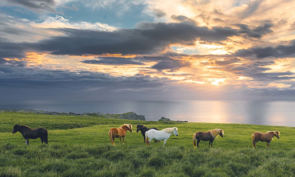 Horses of Iceland