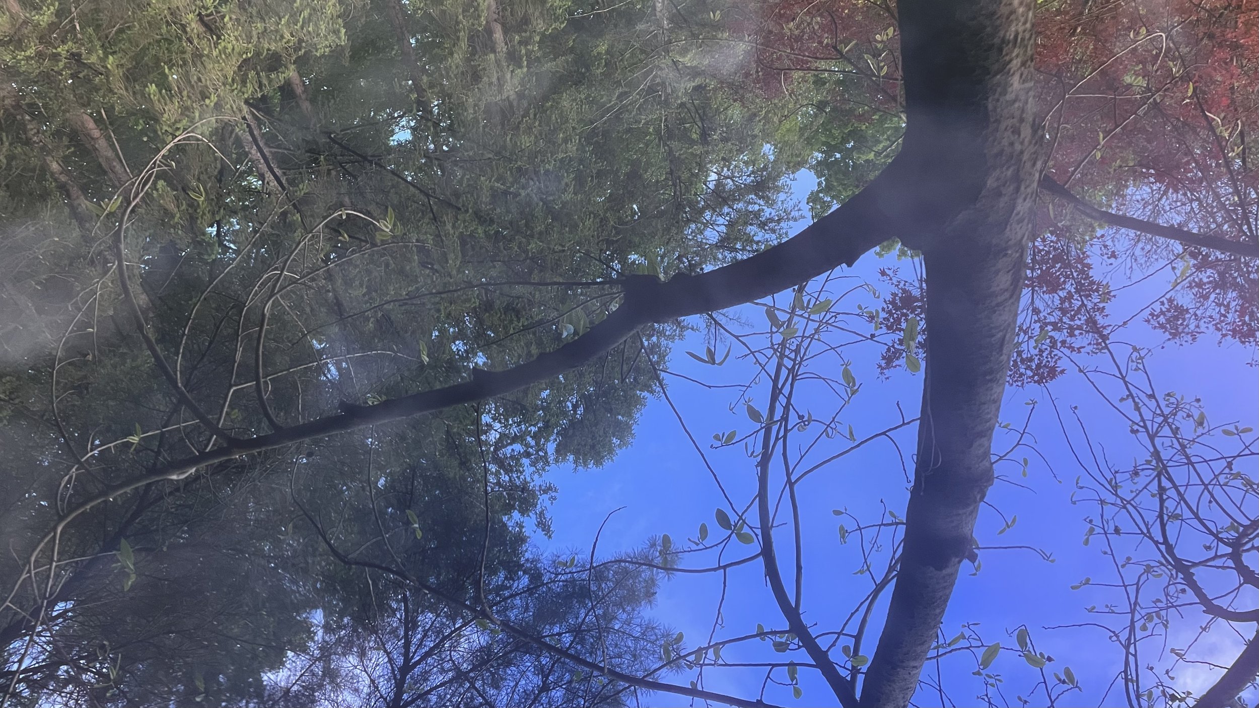 IMG_6903.jpeg