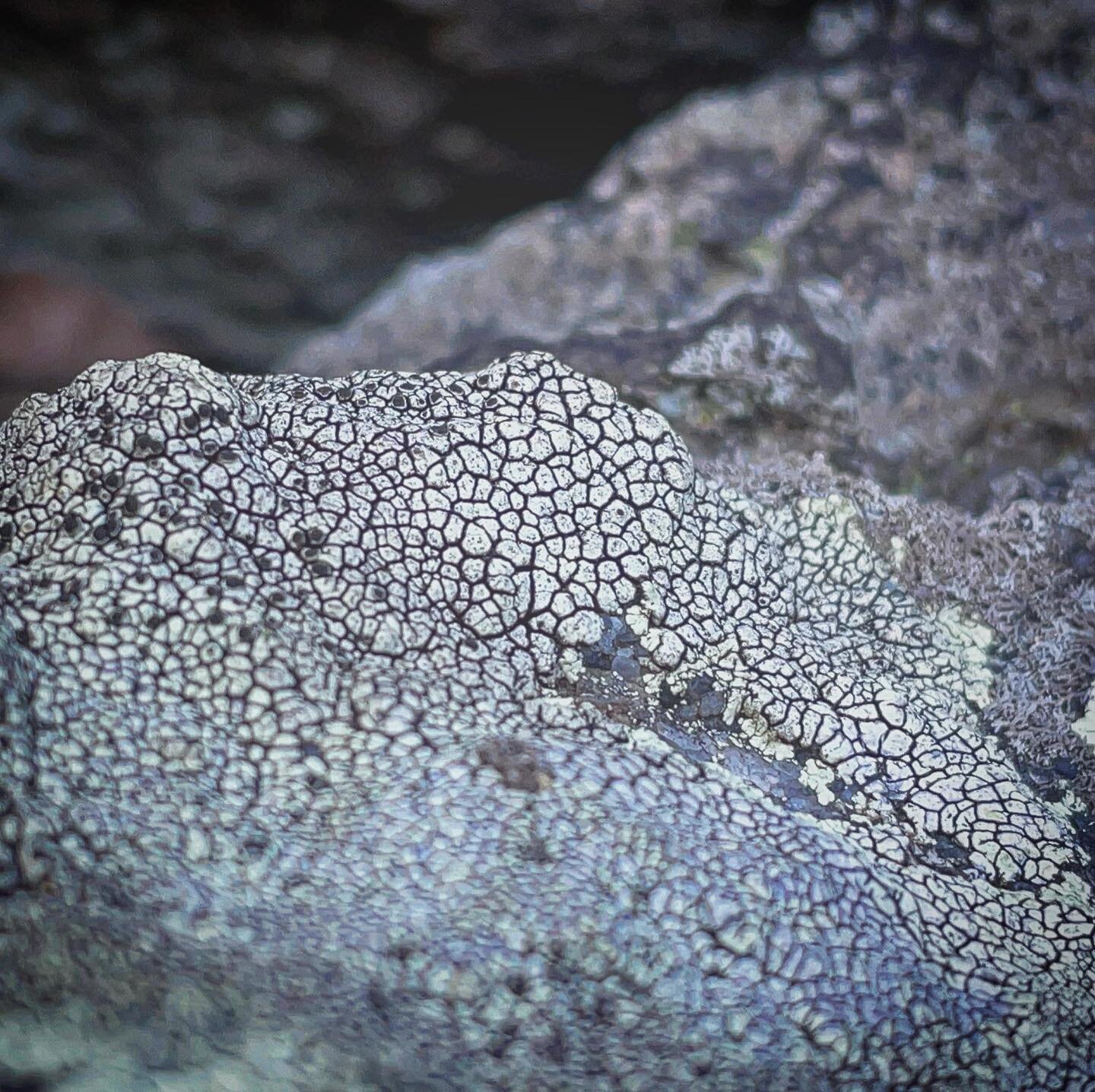 Source : Aspicilia caesiocinerea, Mount Minsi, Delaware Water Gap PA, 40.9645893, -75.1235612, 645ft
Sun, Shawangunk Conglomerate.
10.02.21

#research #source #sample #lichen #habitat #delawarewatergap #surface #form #crustose #texture #ceramics #cla