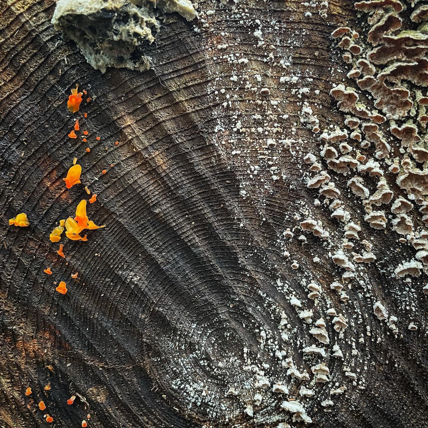 &ldquo;Witches Butter&rdquo;&hellip; 

Source : Tremella mesenterica, Caledonia Creek Trail, Delaware Water Gap PA, 40.9781020, -75.1390352, 495ft
Diffuse sun and shade on wet day.
11.21.21

#research #source #sample #fungus #jelly #habitat #delaware