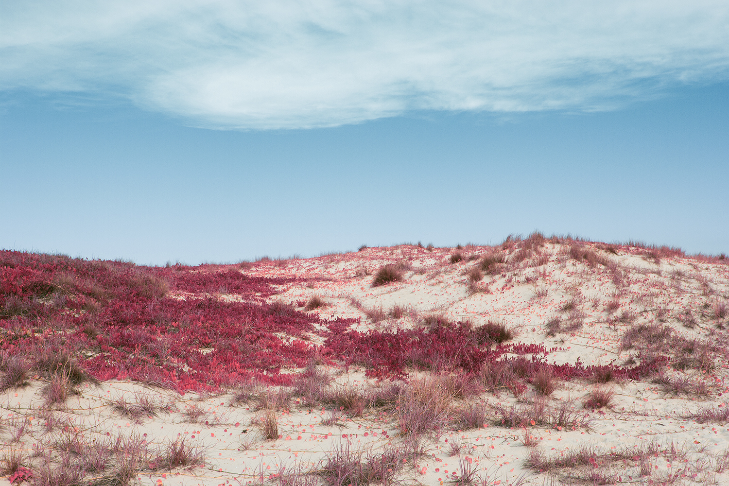 08.01.2015 Playing around trying to get dat infrared film effect. Ulladulla.