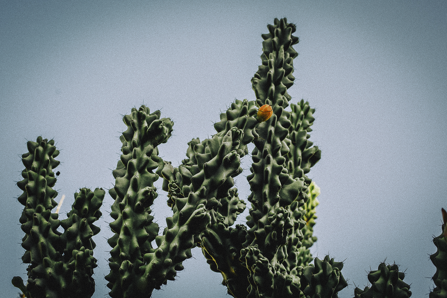 23.02.2016 I love cactus.