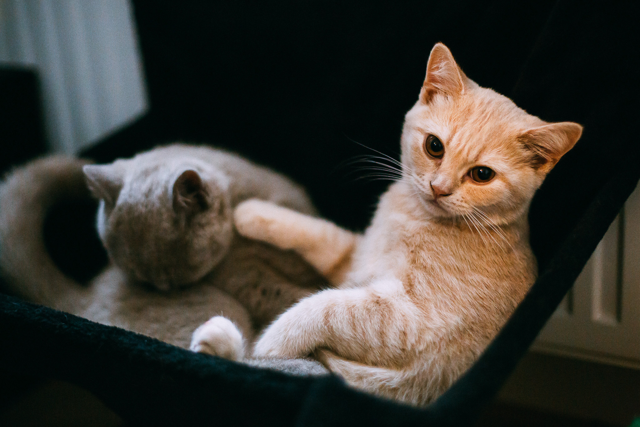 30.06.2016 Cats everywhere I stay.