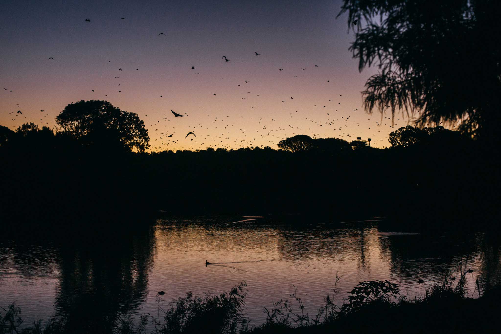 16.04.2019 Bats in centennial park.