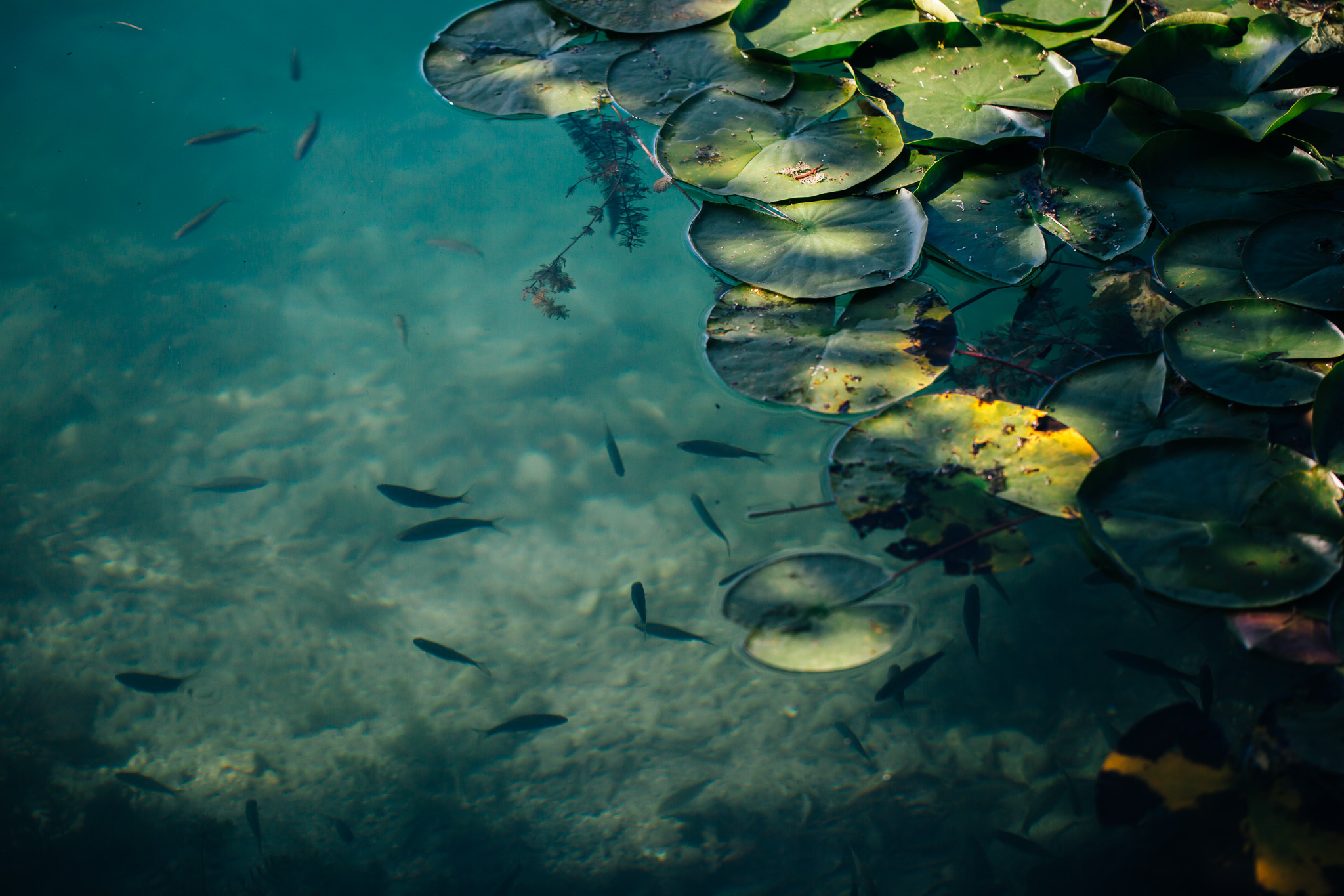 28.07.2019 Lake Bled, Slovenia.