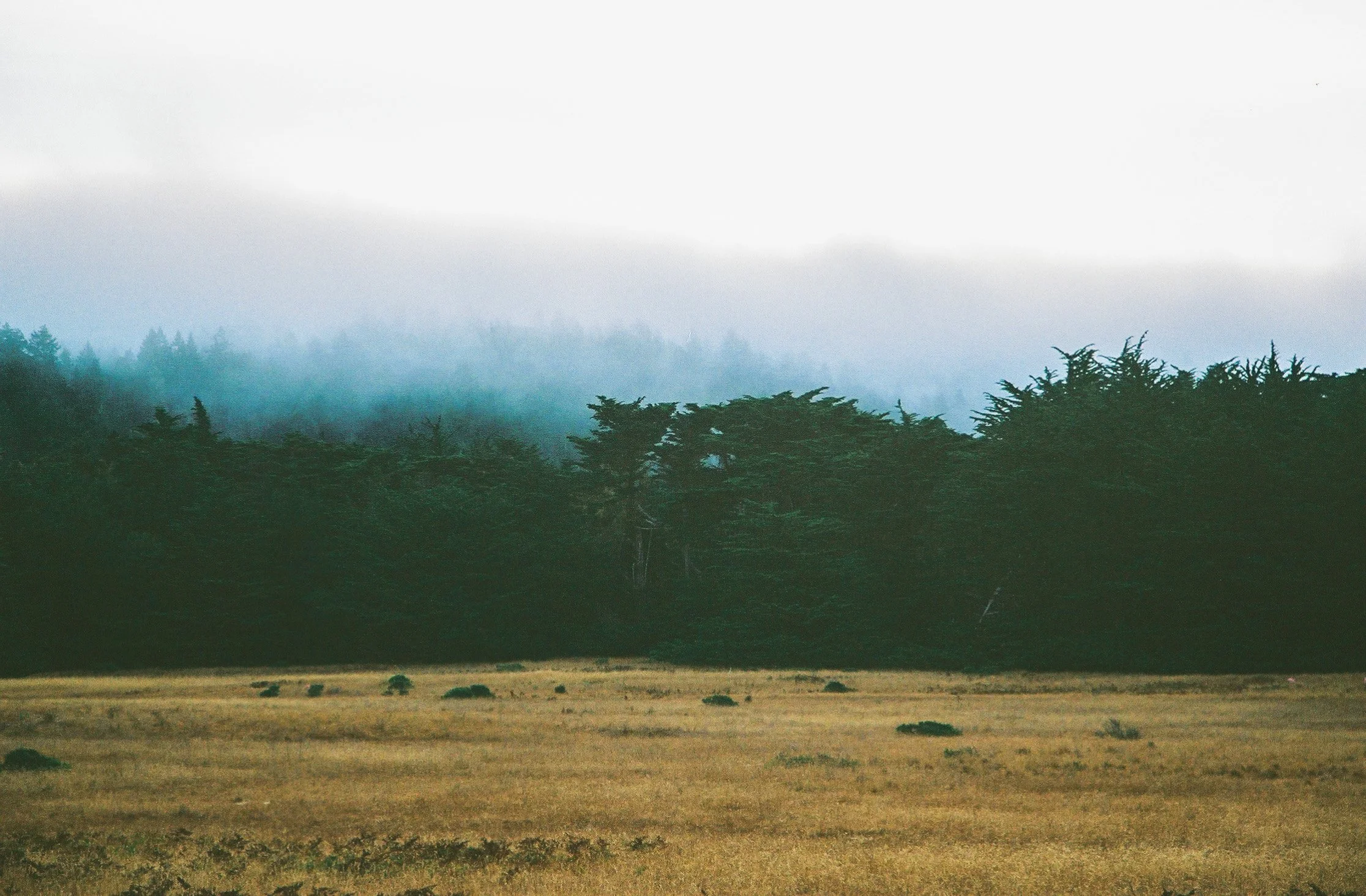 250909-Film-SeaRanch-@xingerxanger-36.jpg
