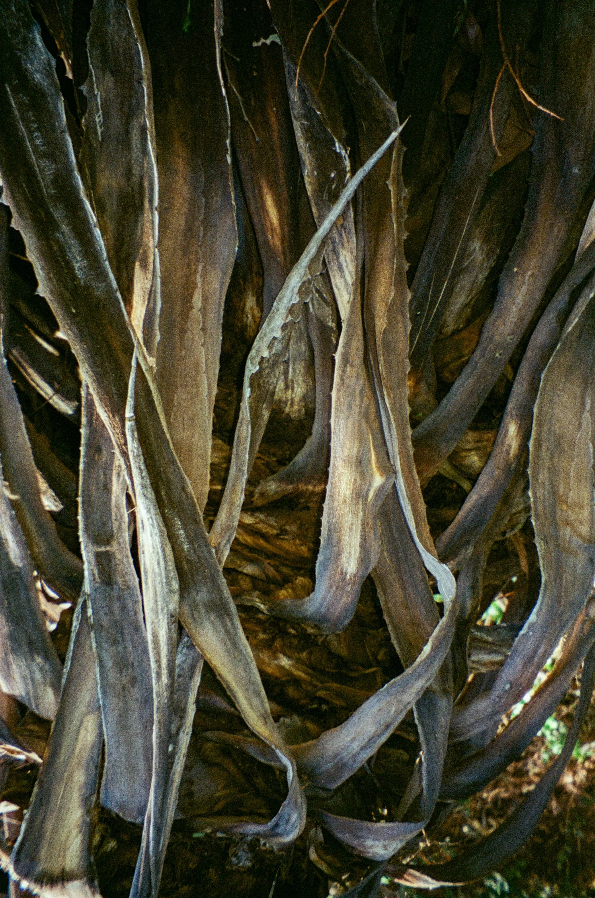 260314-Film-LA-Misc-@xingerxanger-000058480031.jpg