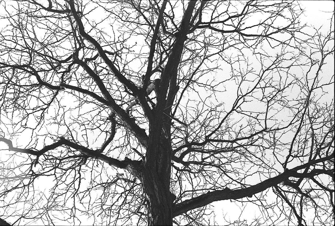 Synapses.