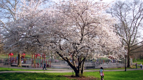 This cherry blossom was the signal for spring I needed, in the lovely Bronx Park. 