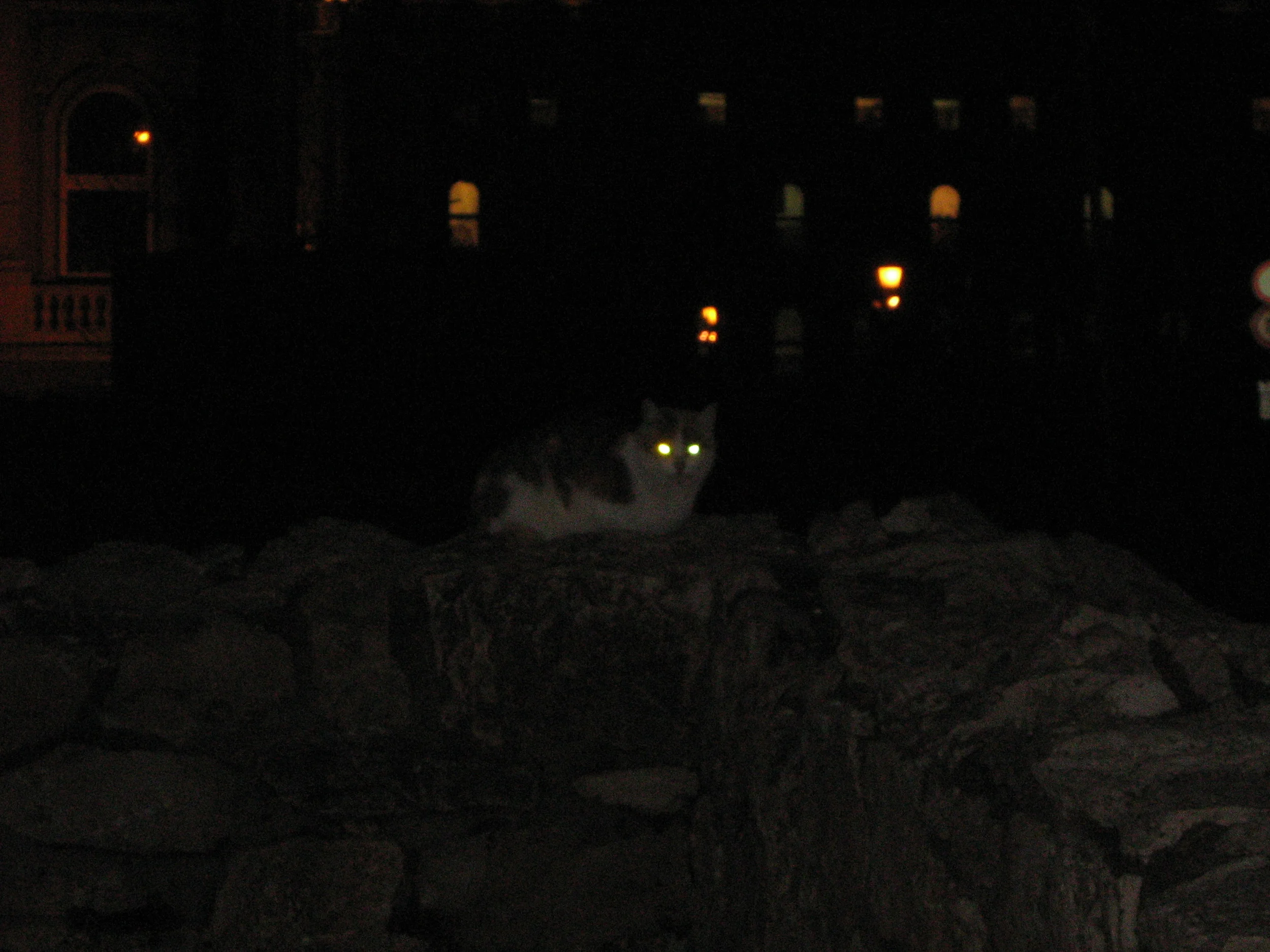 Cat_at_night_in_the_castle_district_in_Budapest.jpg