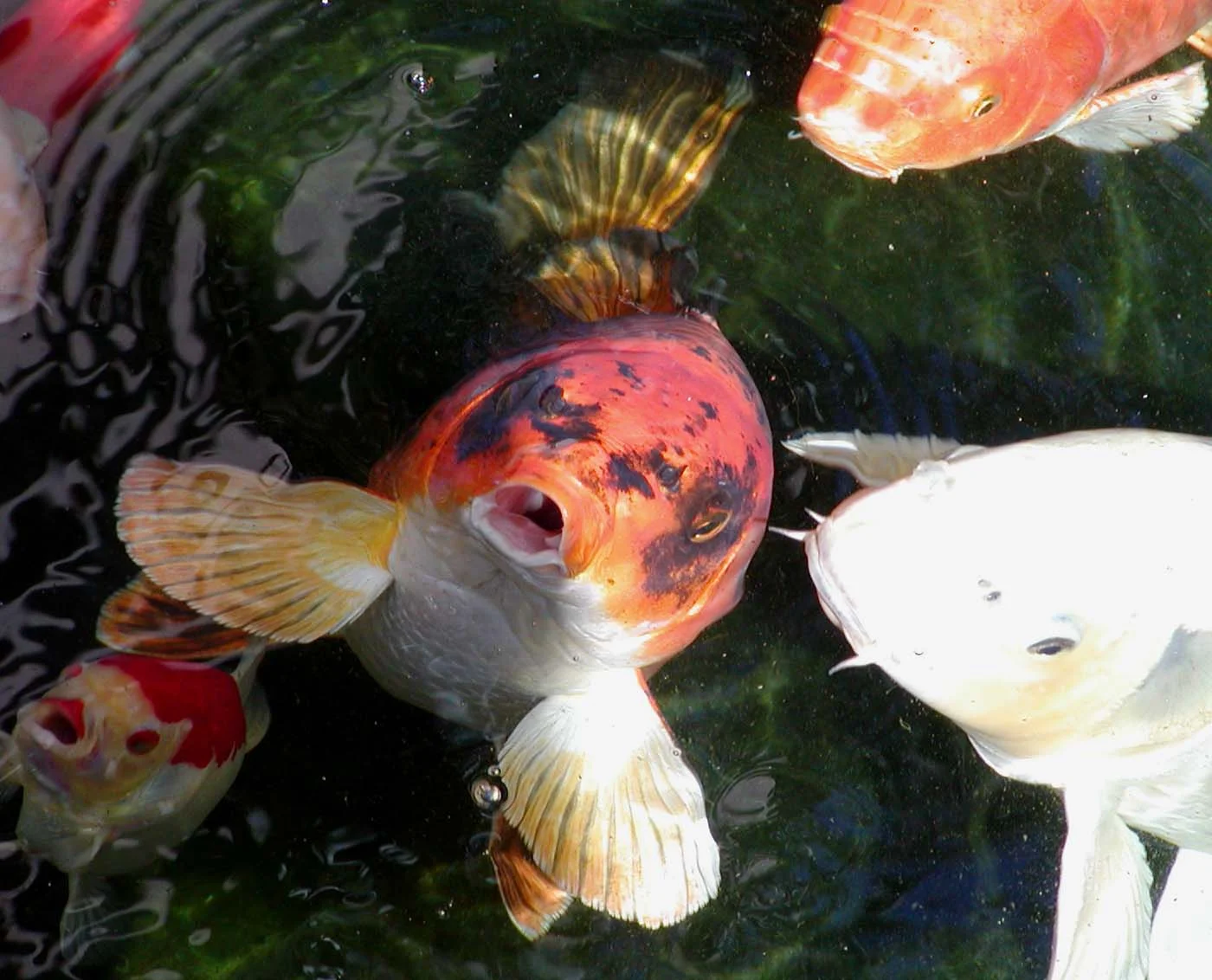 Hungry_koi.jpg