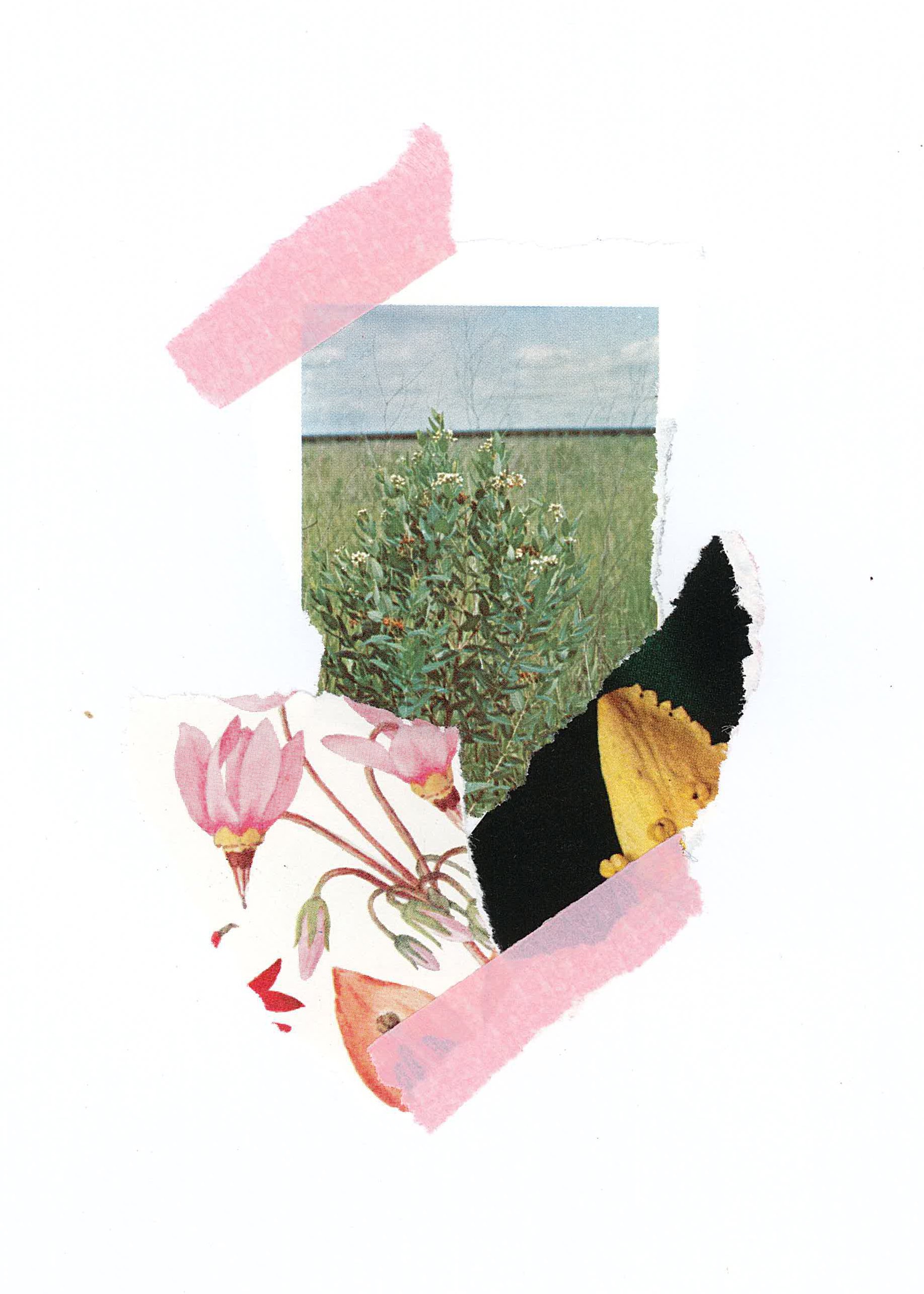 collage9.jpg