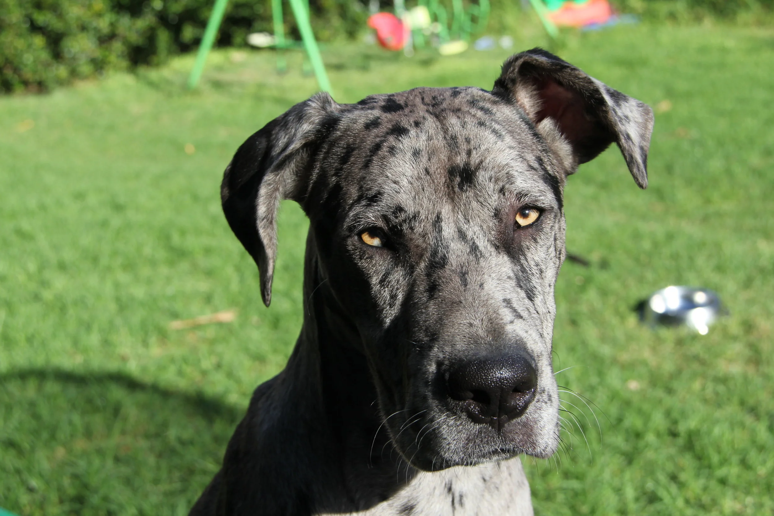 Great Dane Mix Bullmastiff X Irish Wolfhound Bull Arab X