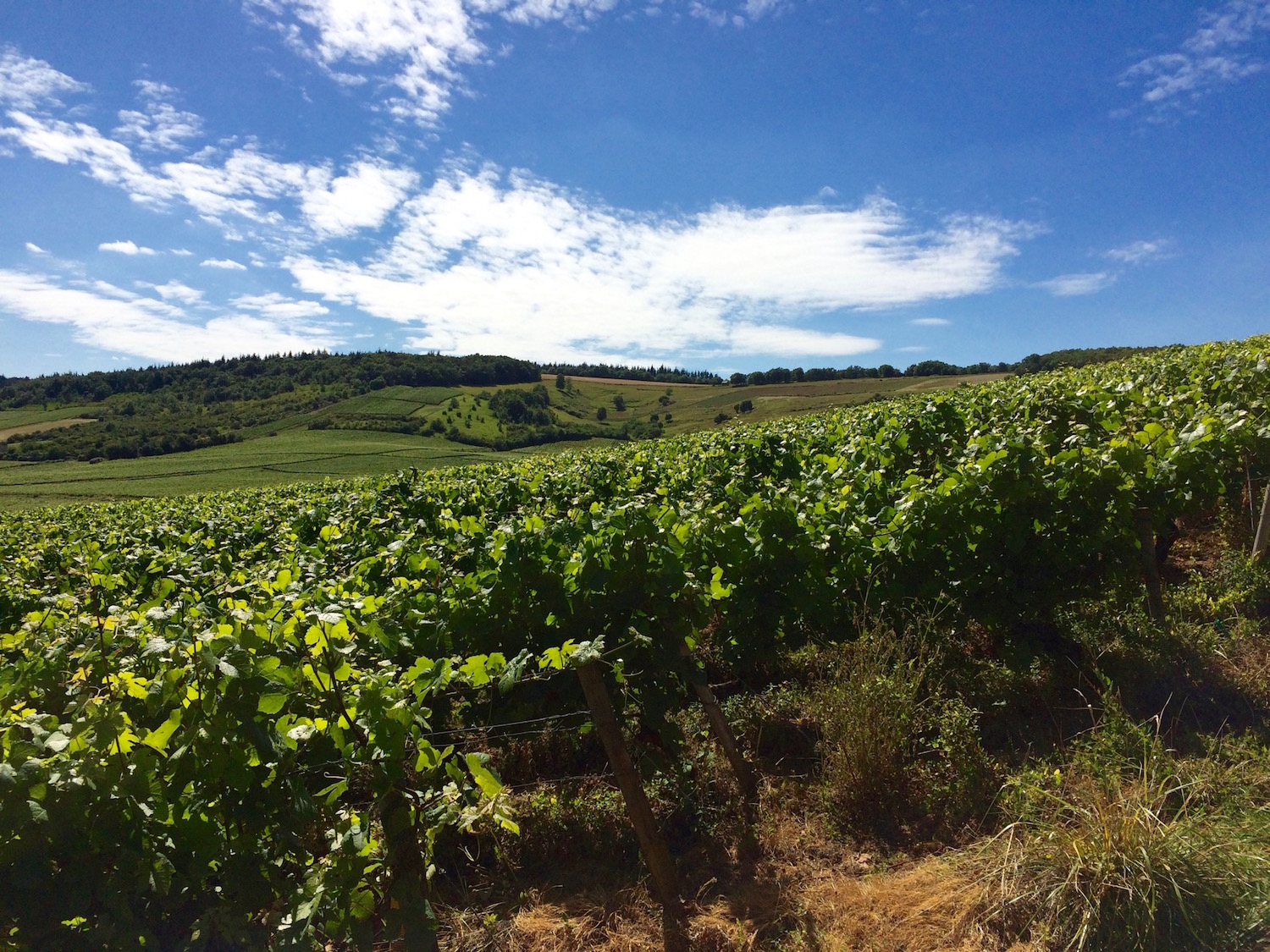 Not Champagne, not Bordeaux, but Burgundy.