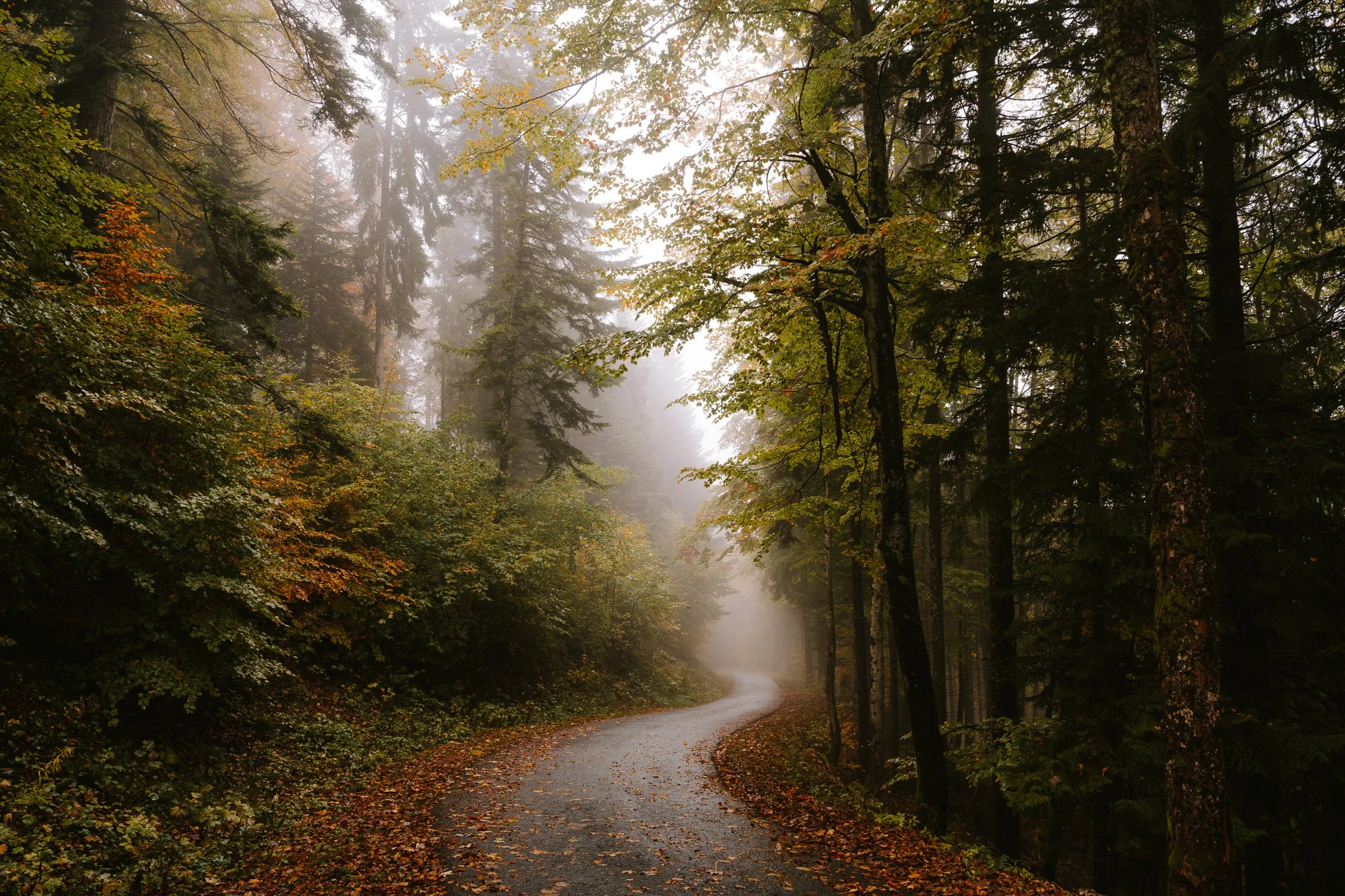 Route du Mont Tendre, Montricher, Vaud