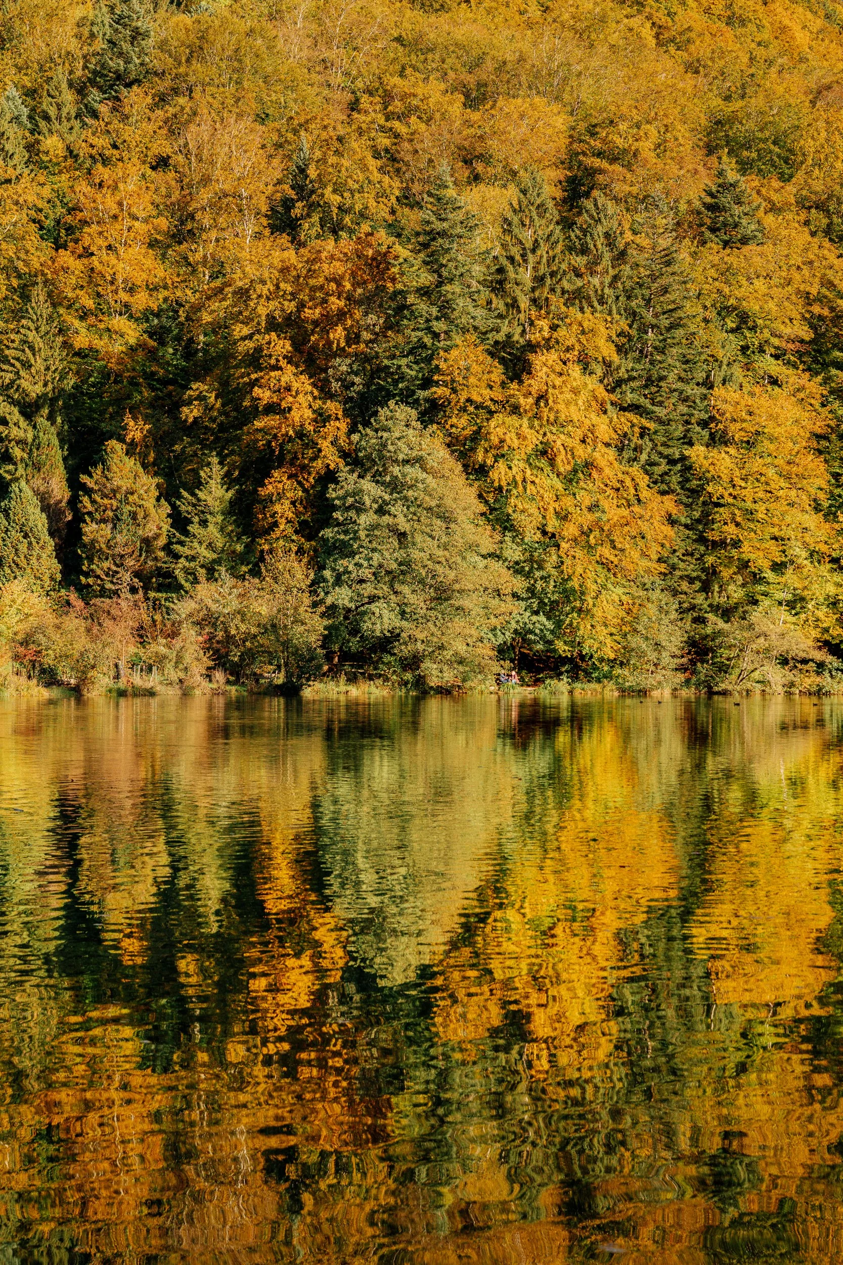 Arboretum du Vallon de l'Aubonne en automne