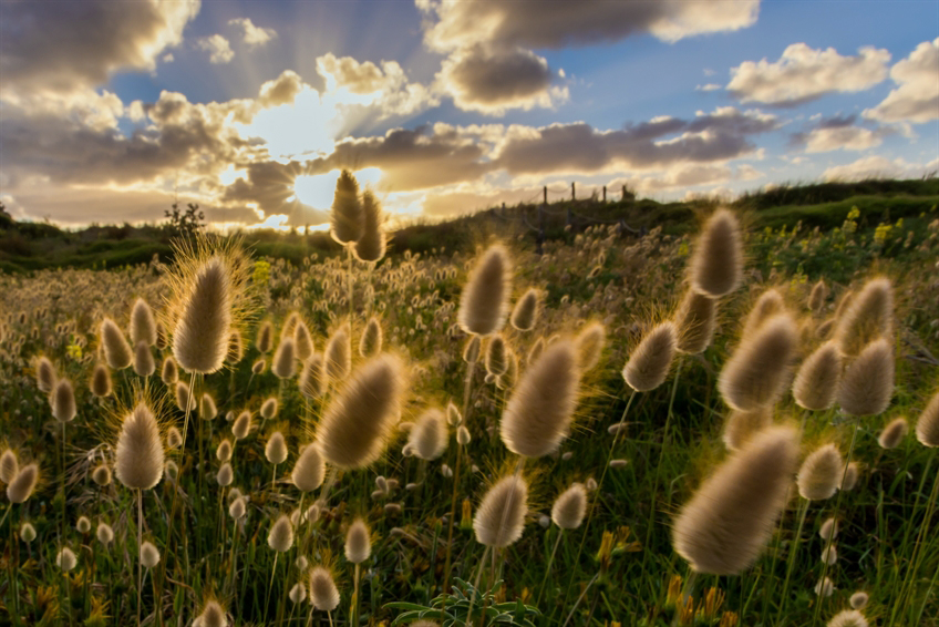 Estates_NorthShore_NZ.jpg