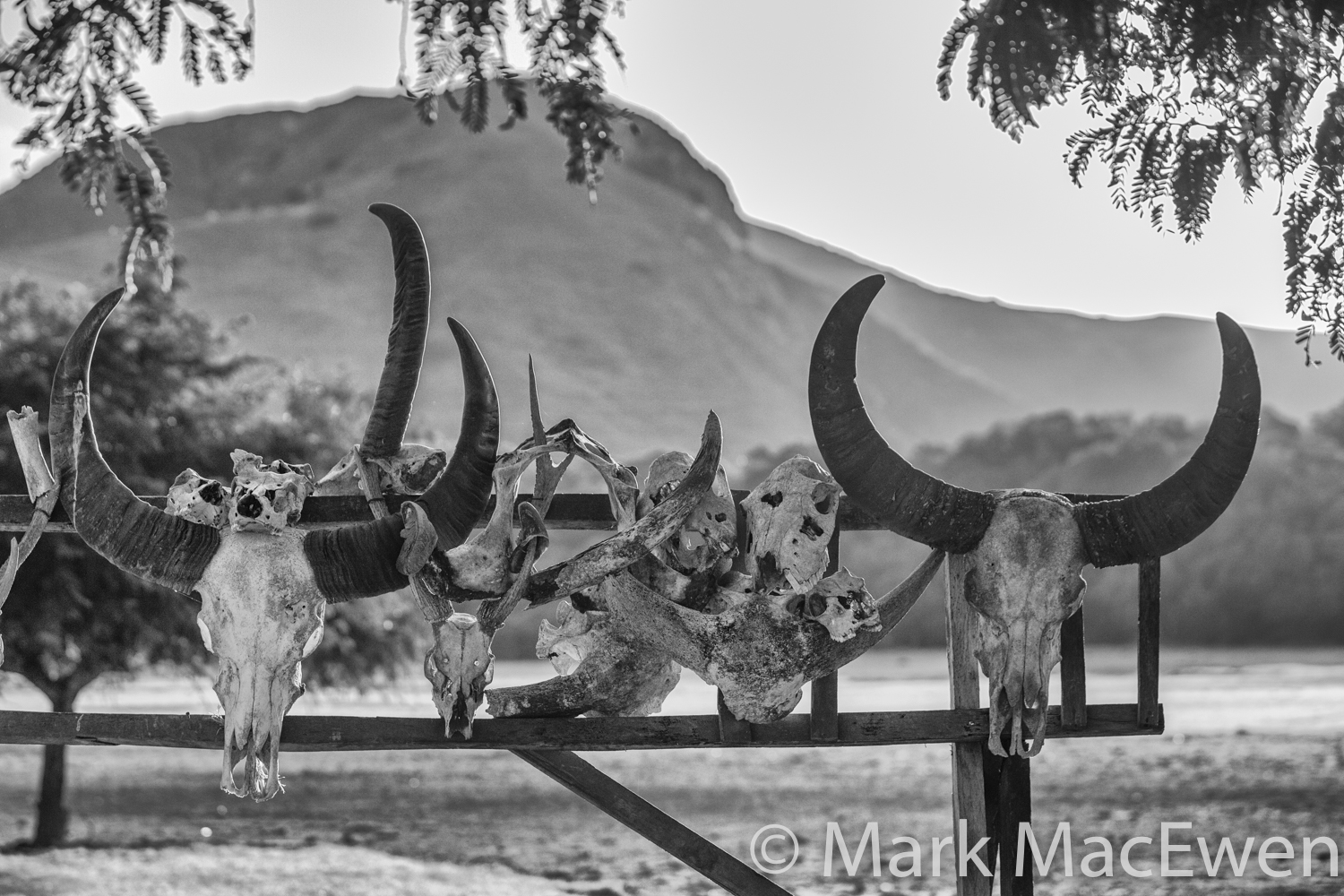 Past Dragon victims on Rinca Island