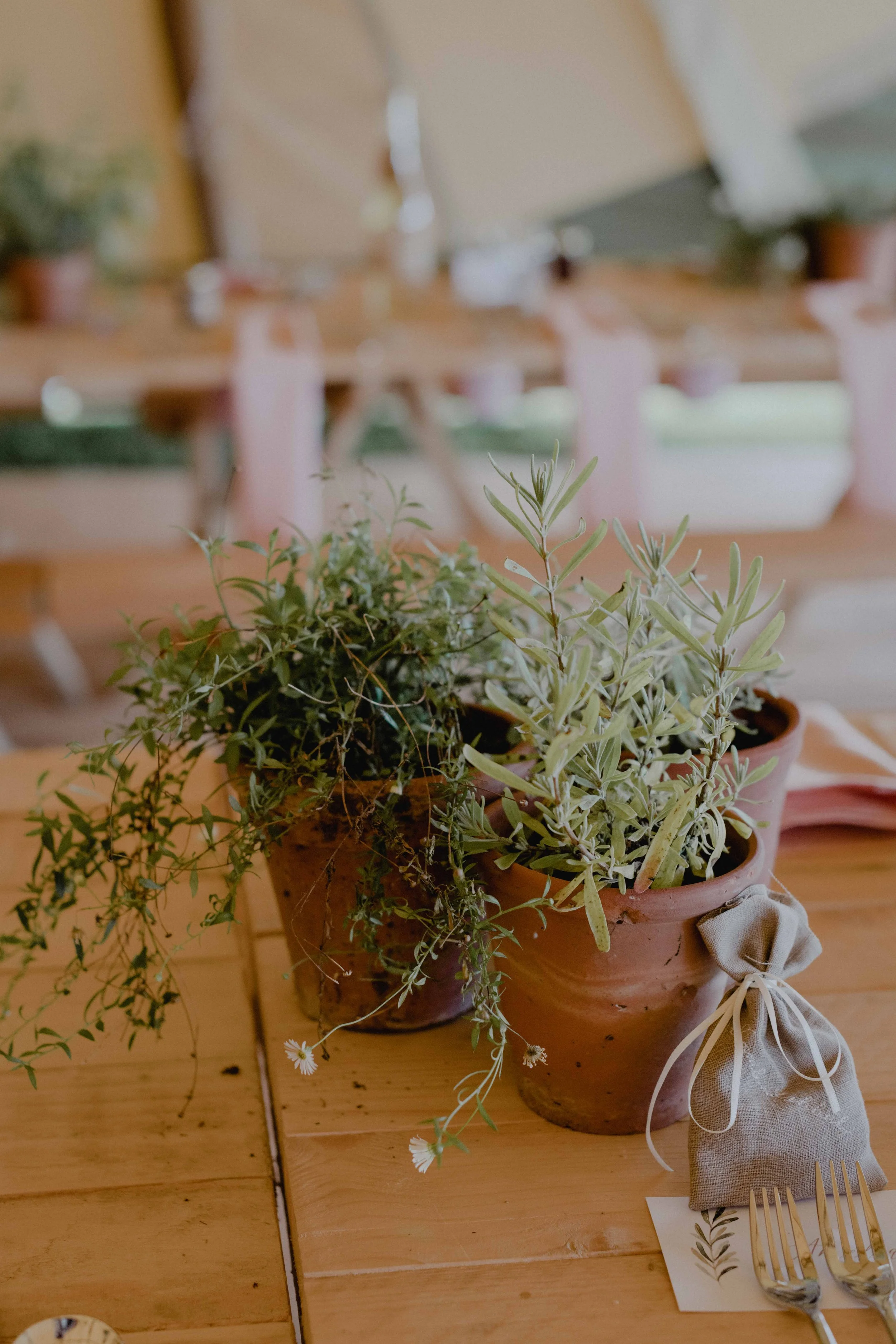 table potted plants and herbs as wedding ideas decor for outdoor tipi