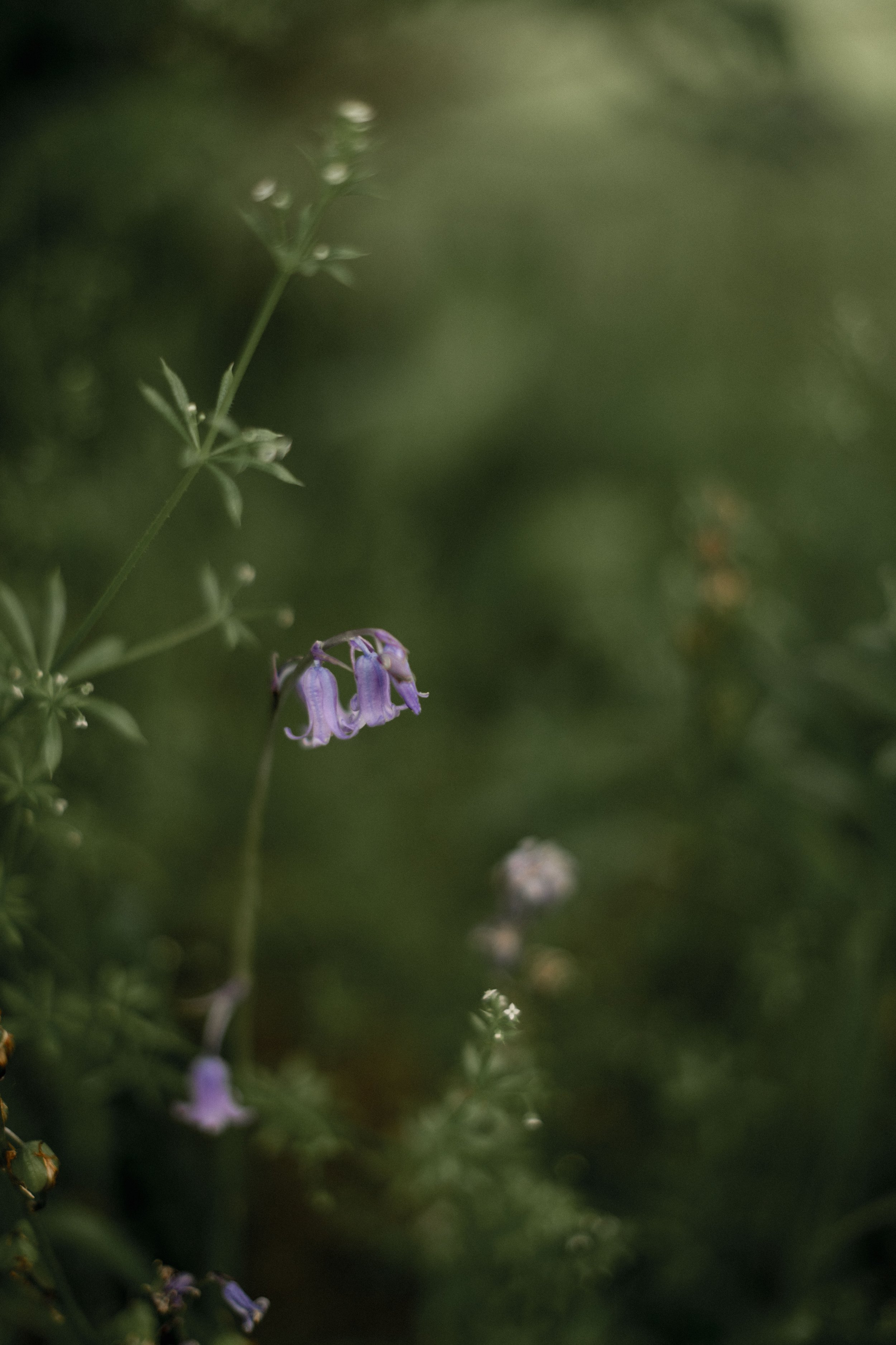 bluebell season