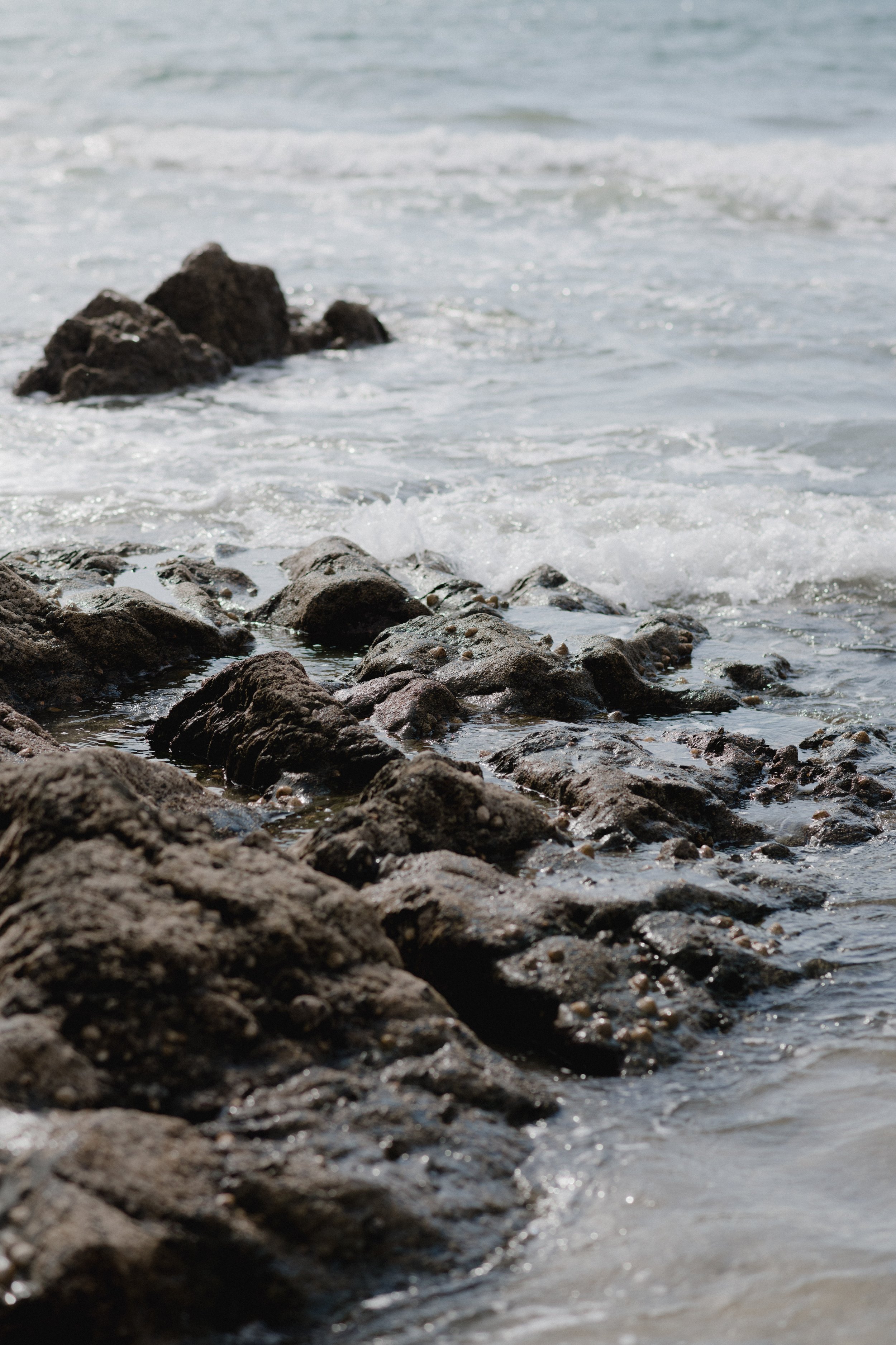 rockpools and seashells and little details by the coast