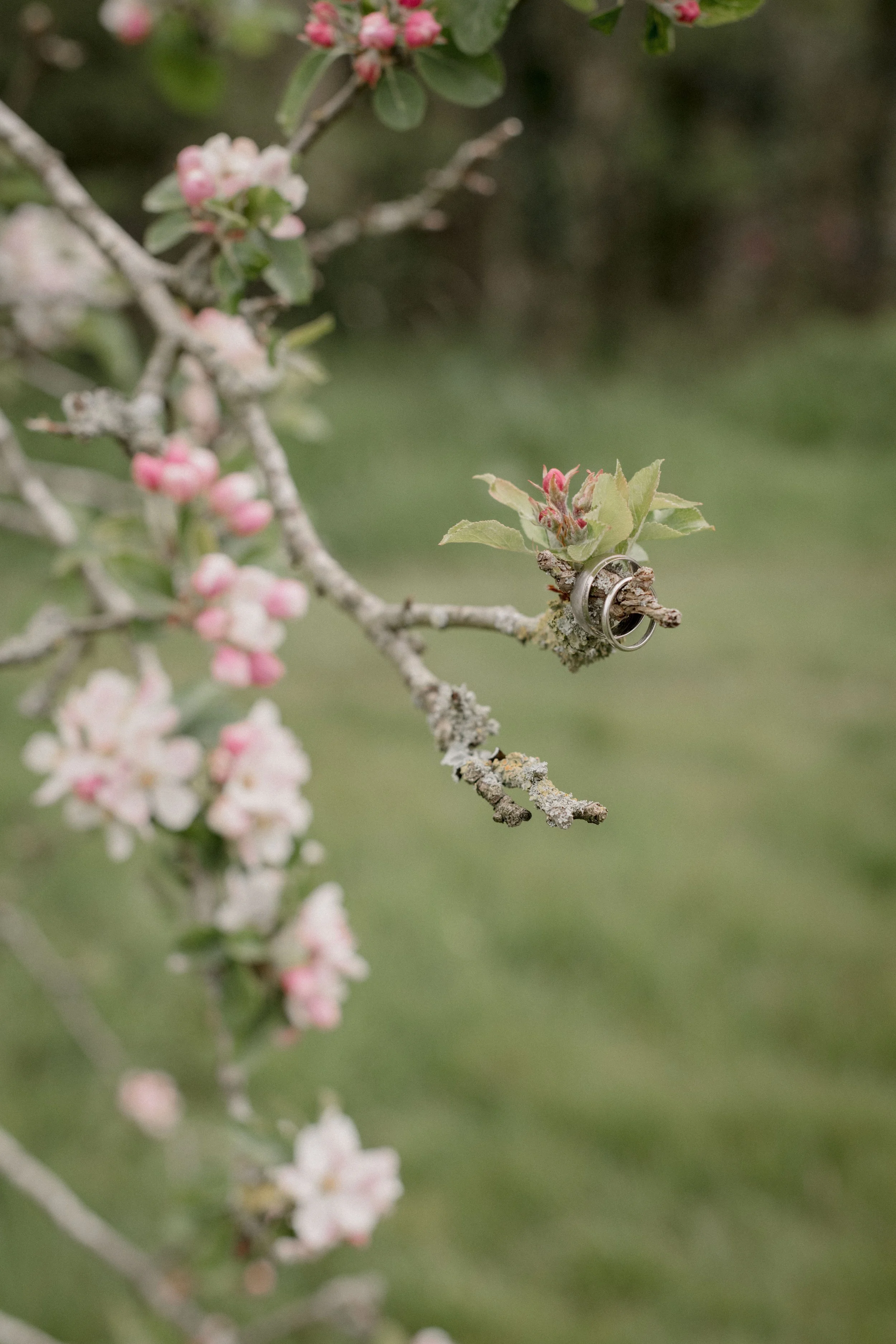 Wedding rings in the cherry blossom at Camel Studio