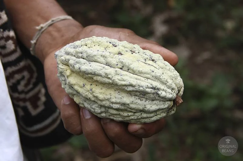 Arhuaco cacao pod.jpeg