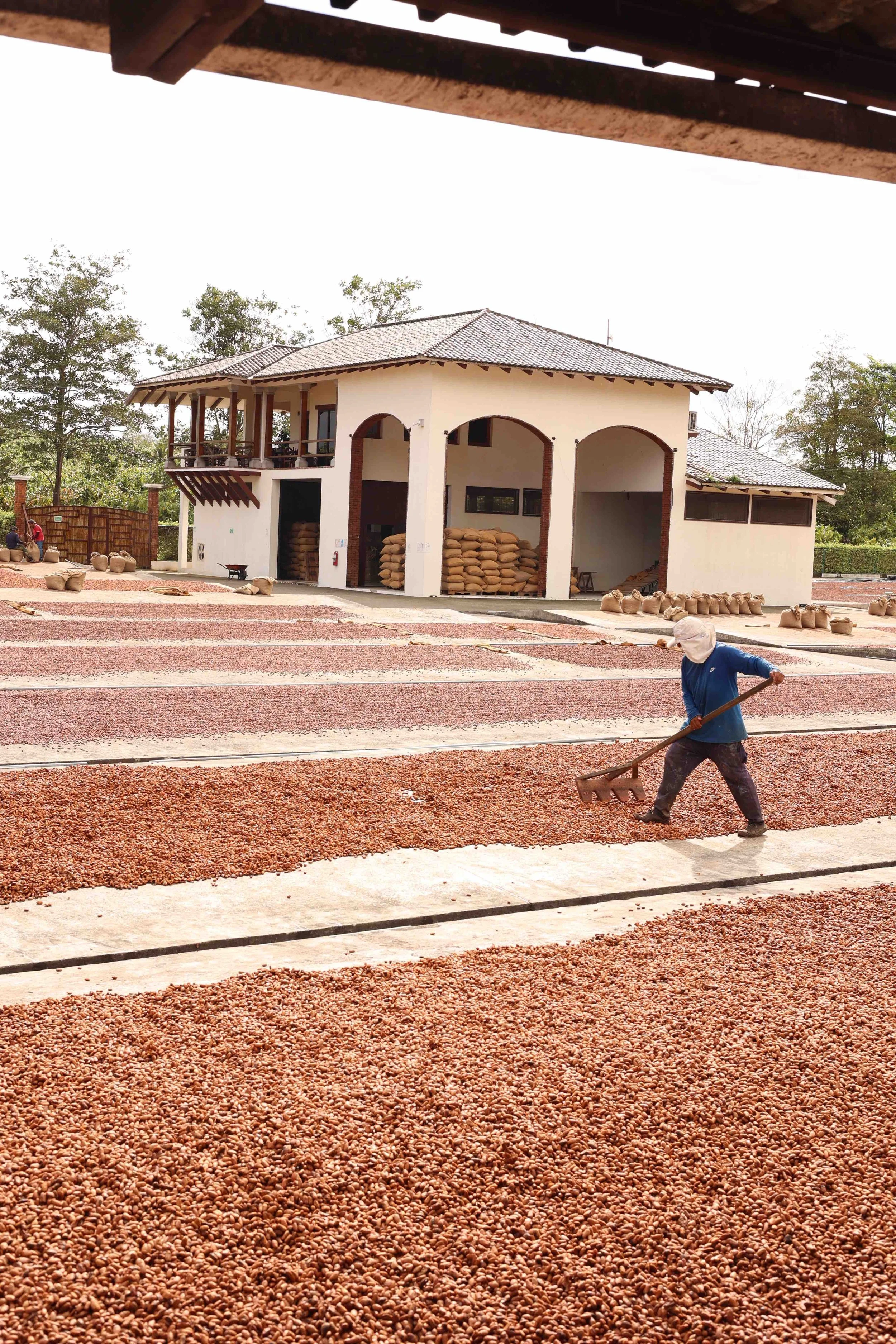 Cacao drying at Hacienda Victoria in Ecuador by Nettie Atkisson