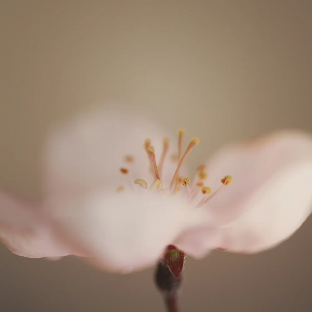 webcrabapple.jpg